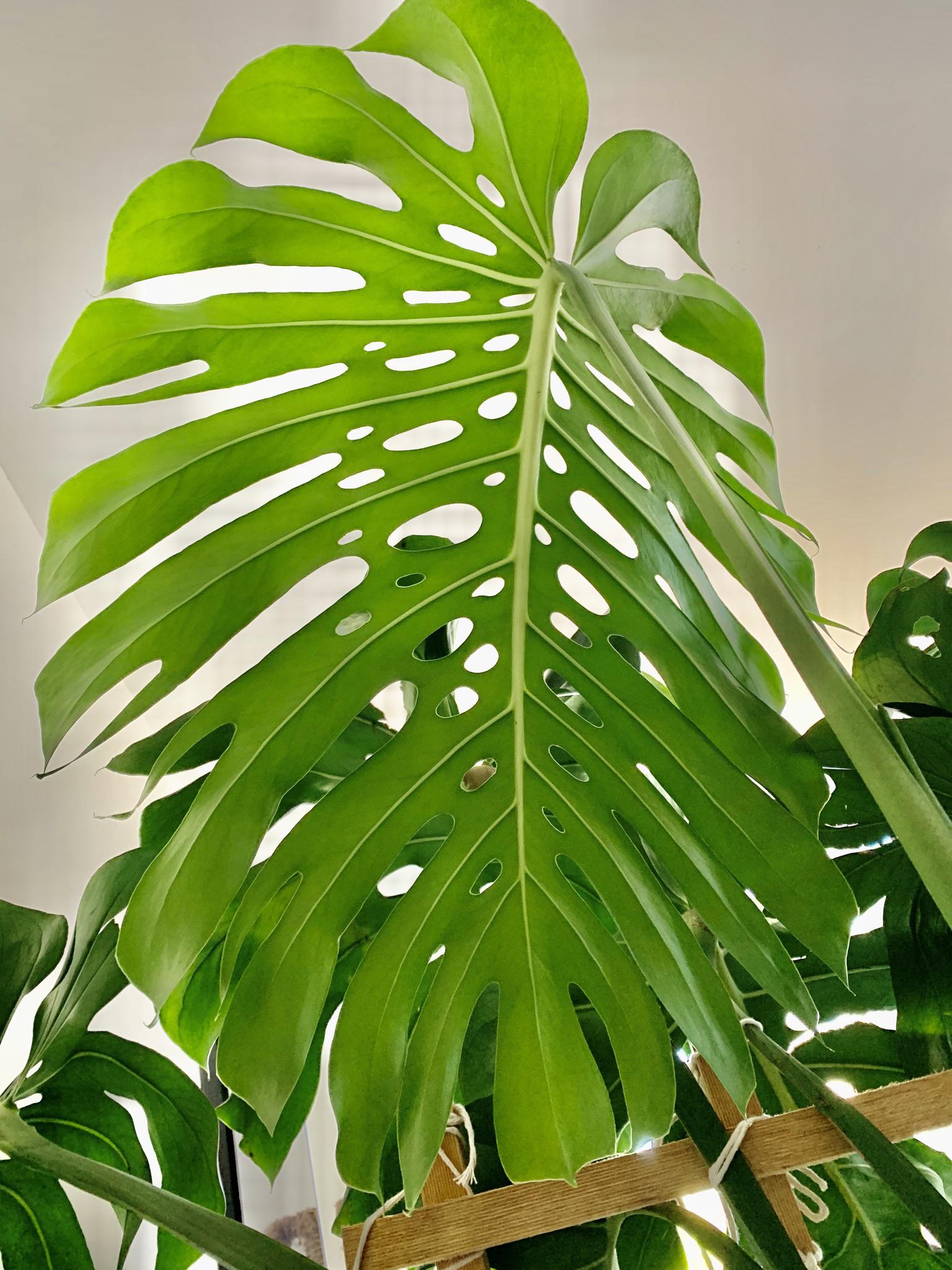 How do I encourage new leaf growth from my beautiful monster monstera