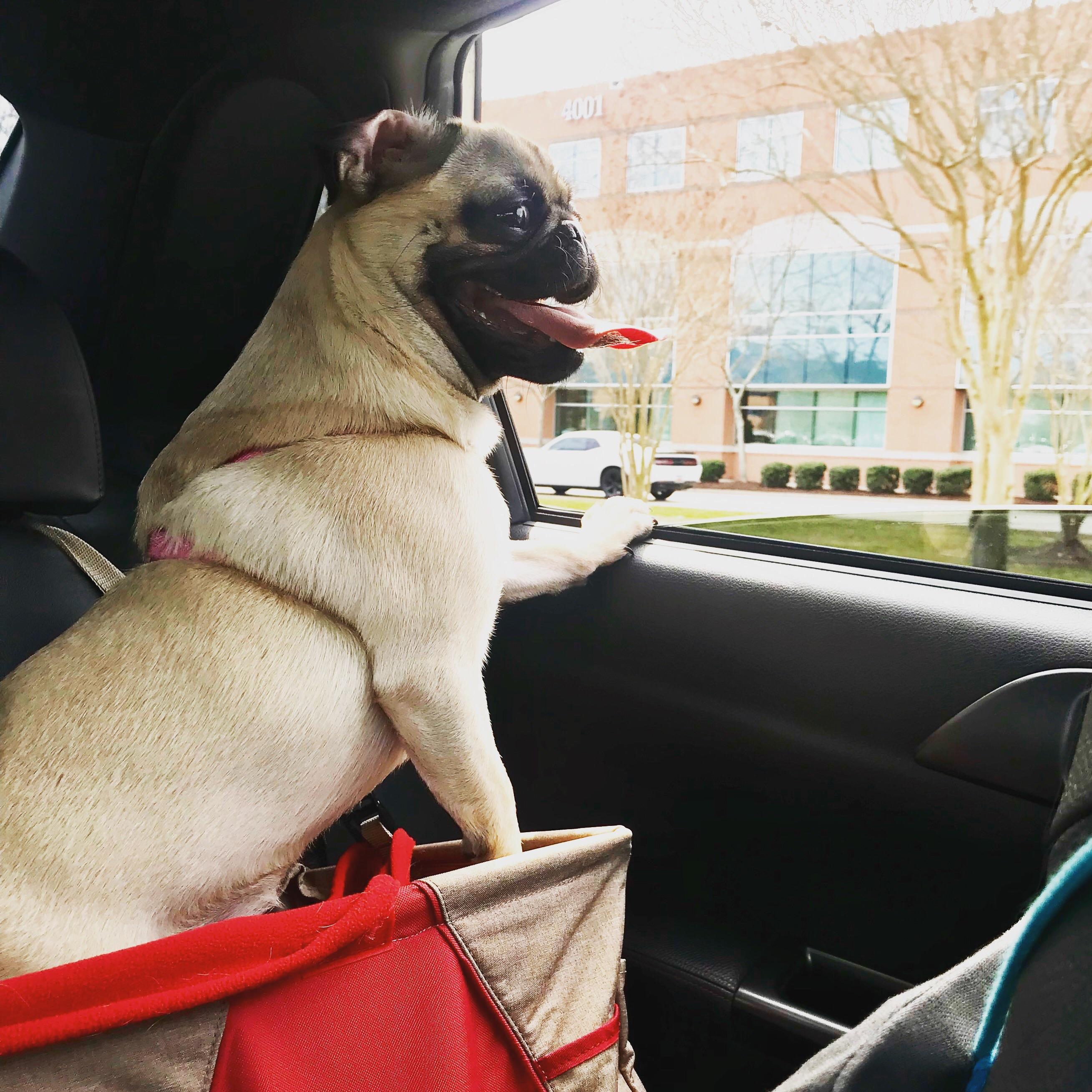 Good car seats for pugs? She’s to big for her current one. r/pugs