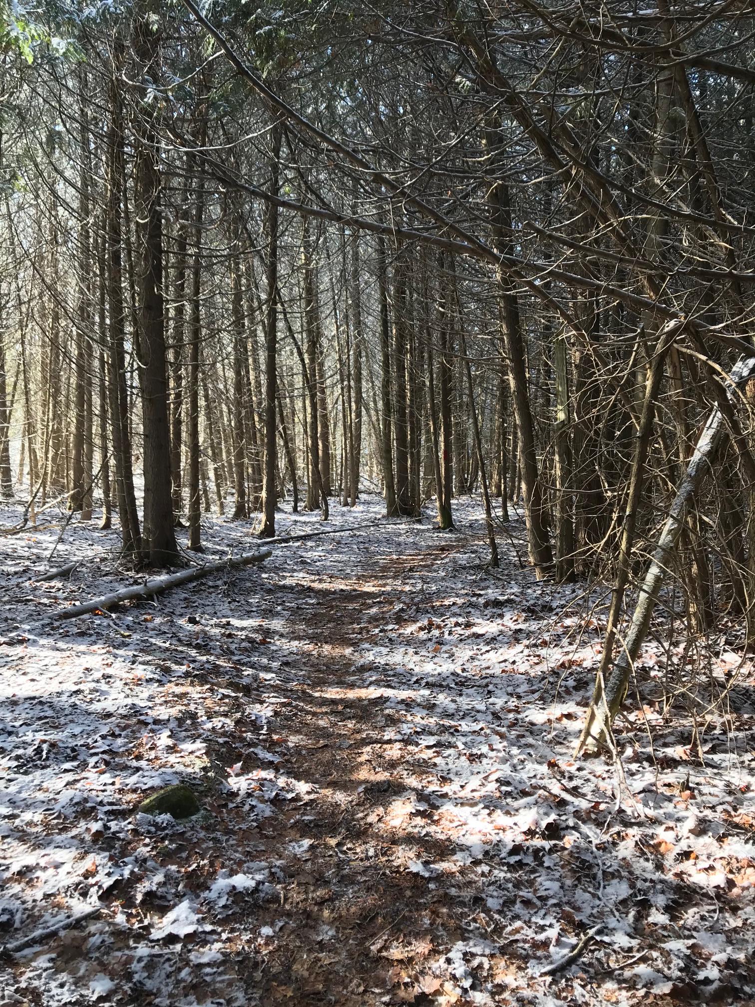 A Walk In The Woods, Feversham, Ontario, Canada [2016x1312] [OC] r