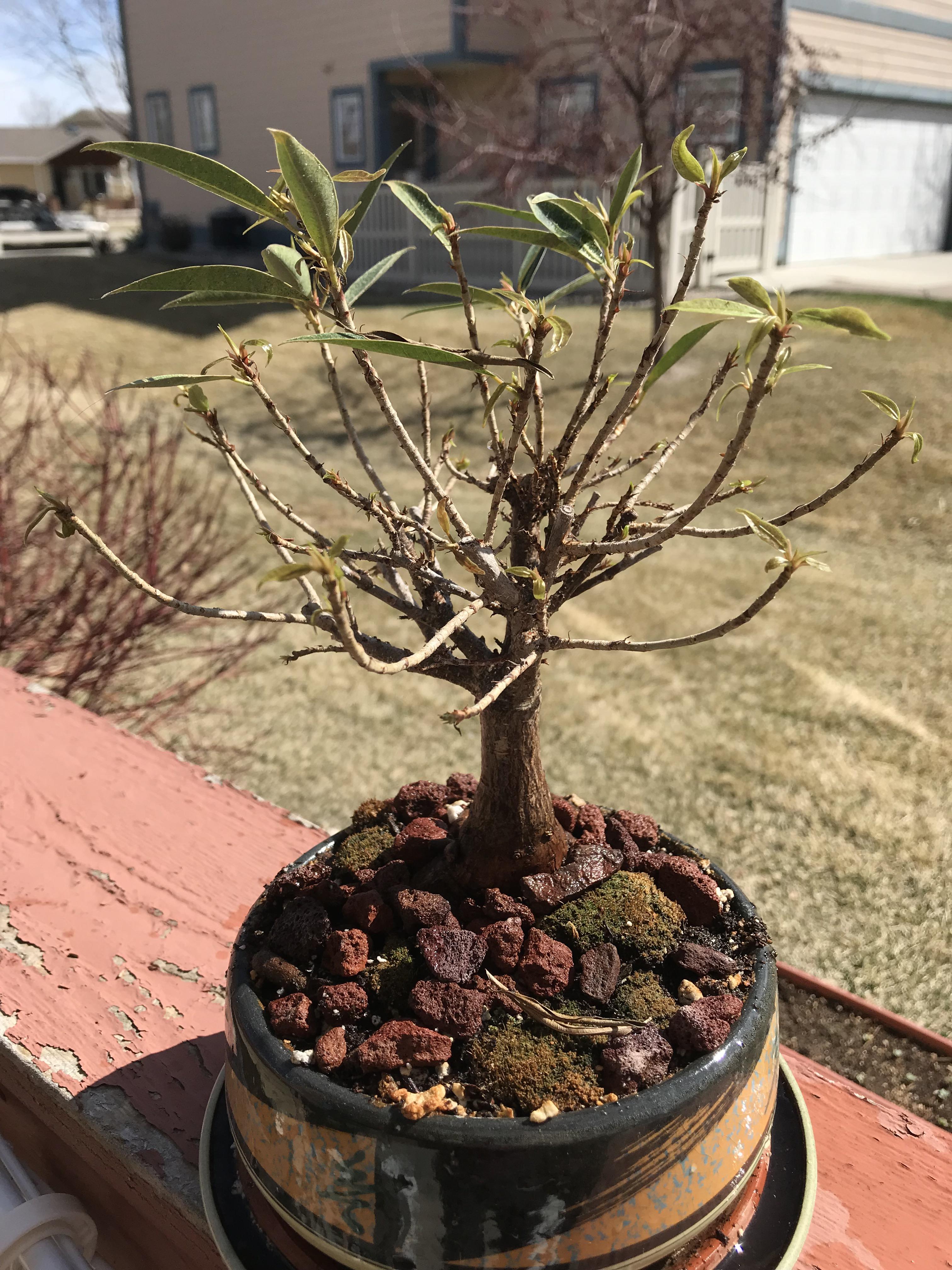 Ficus Nerifolia Bonsai
