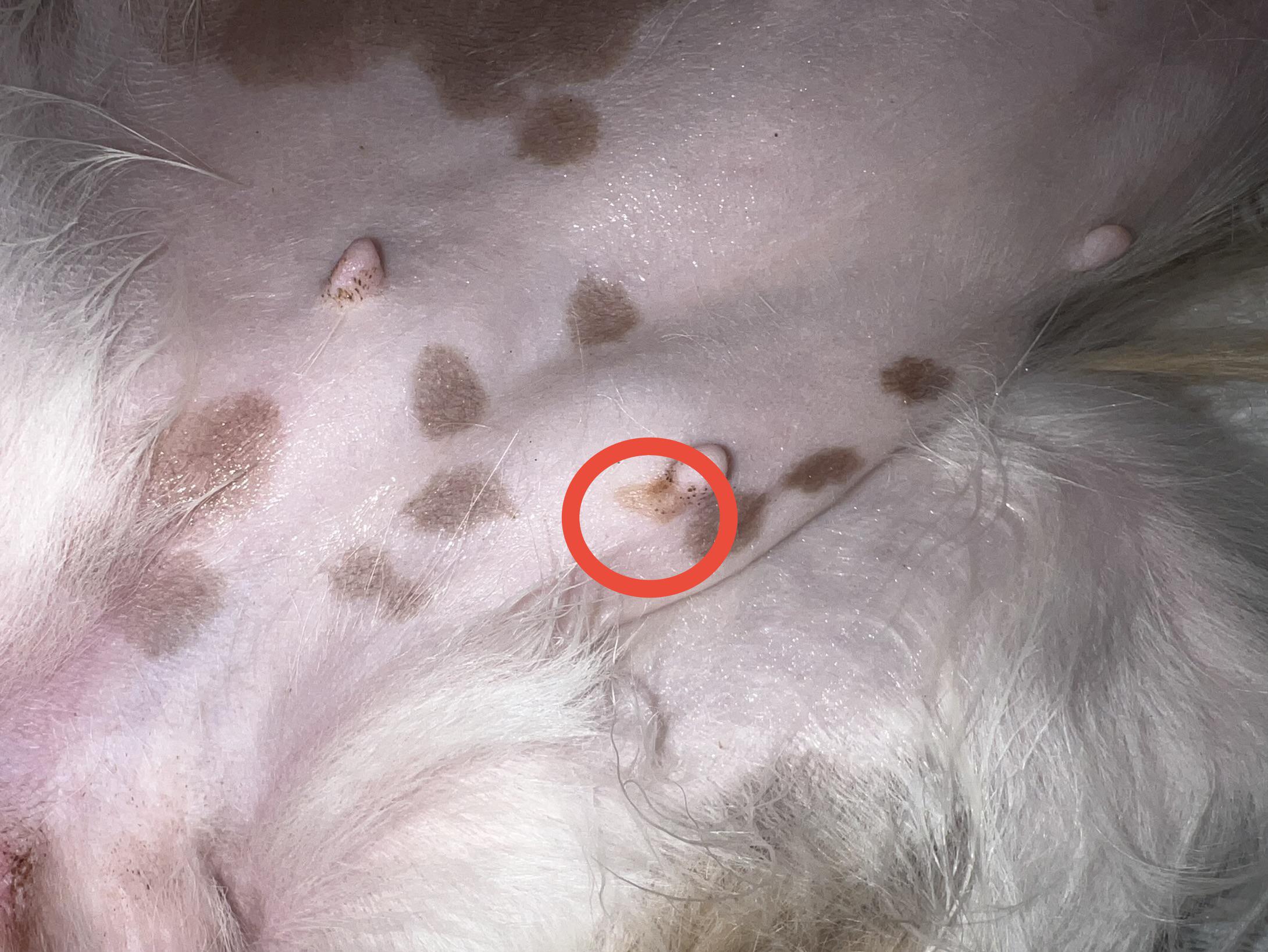 I just noticed a very small, soft lump next to my dog’s teat. It is a