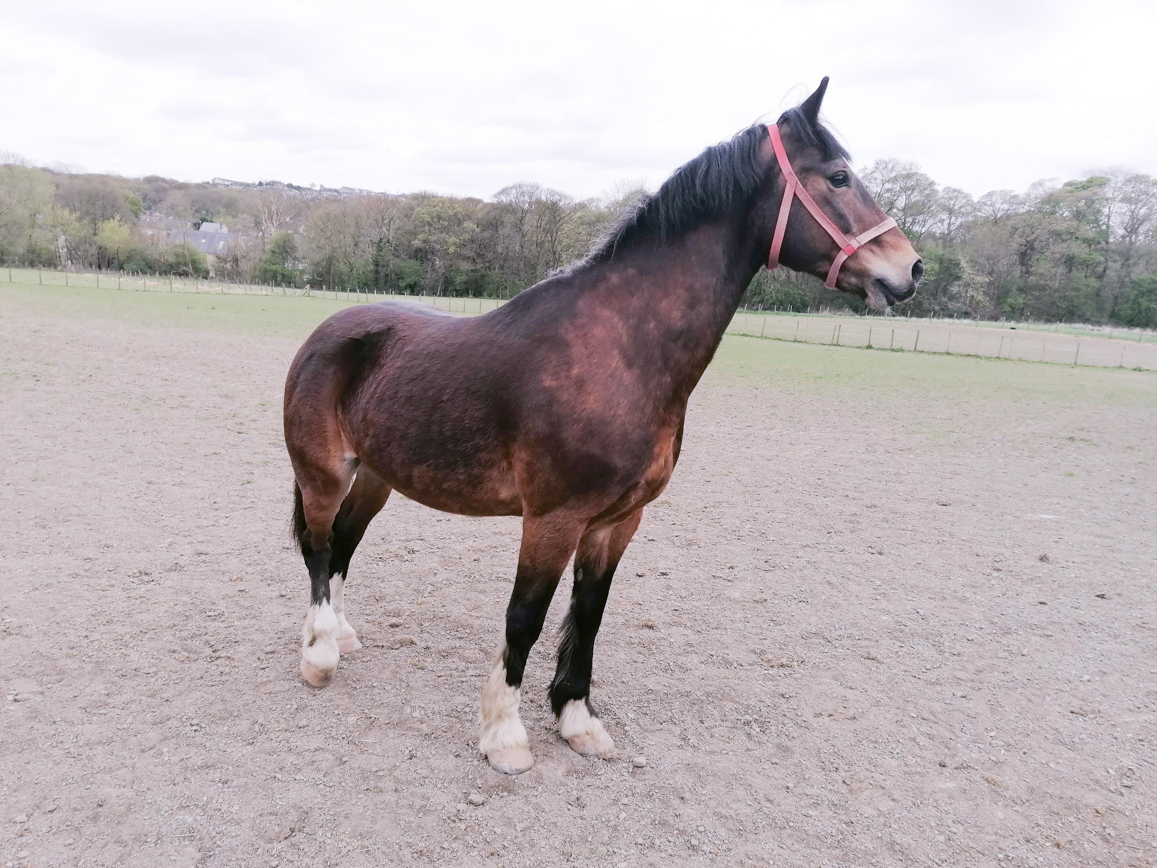 What a poser! He's shedding his winter coat and is such a beautiful