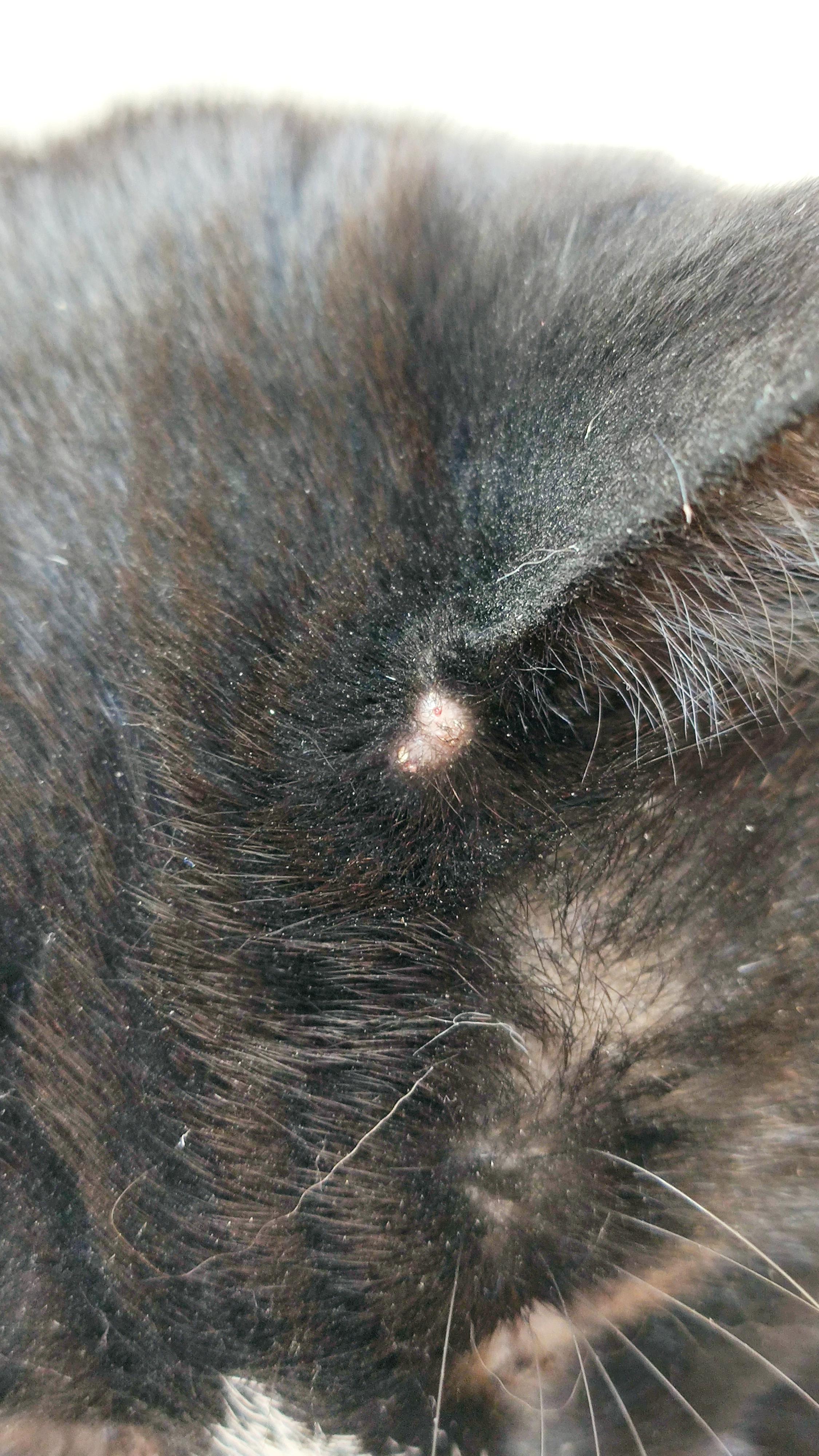 What has caused this lump/spot/bite on my cat? It looks like two