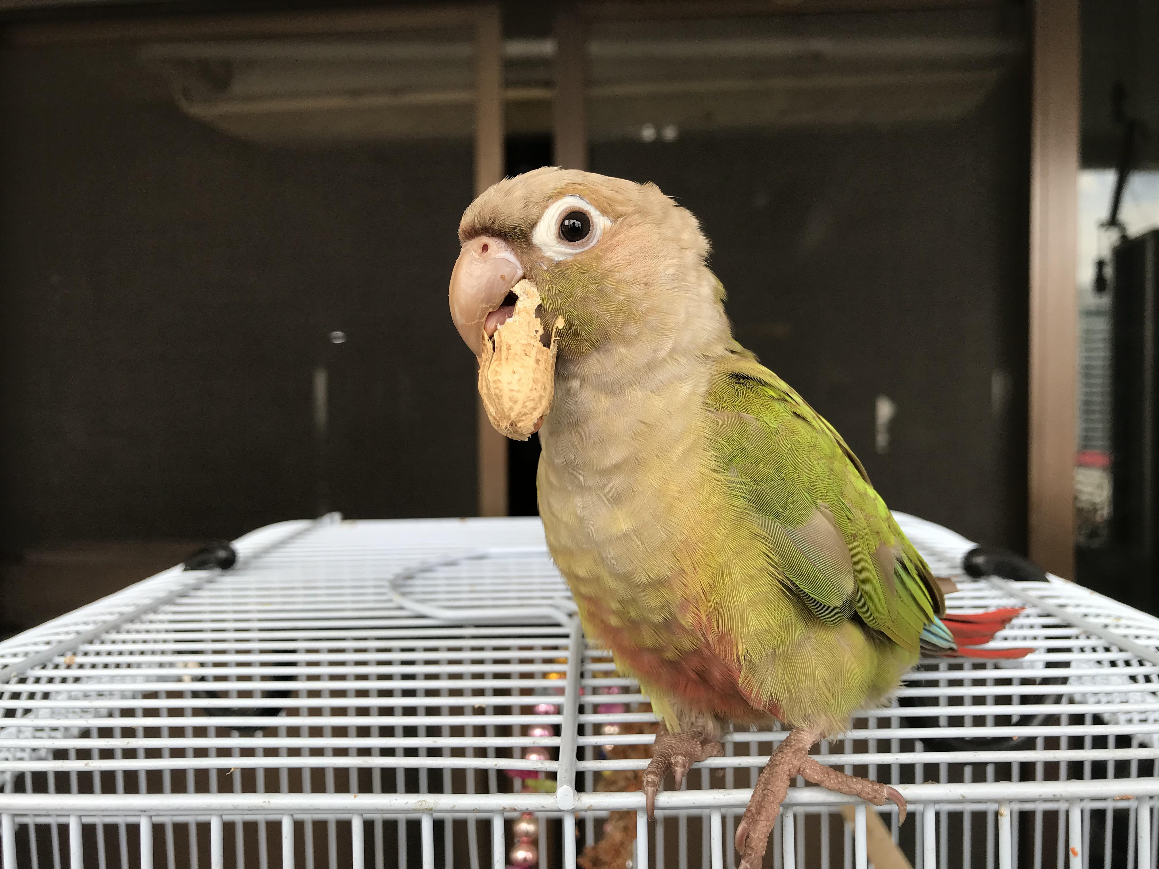 Cinnamon Green Cheek Conure
