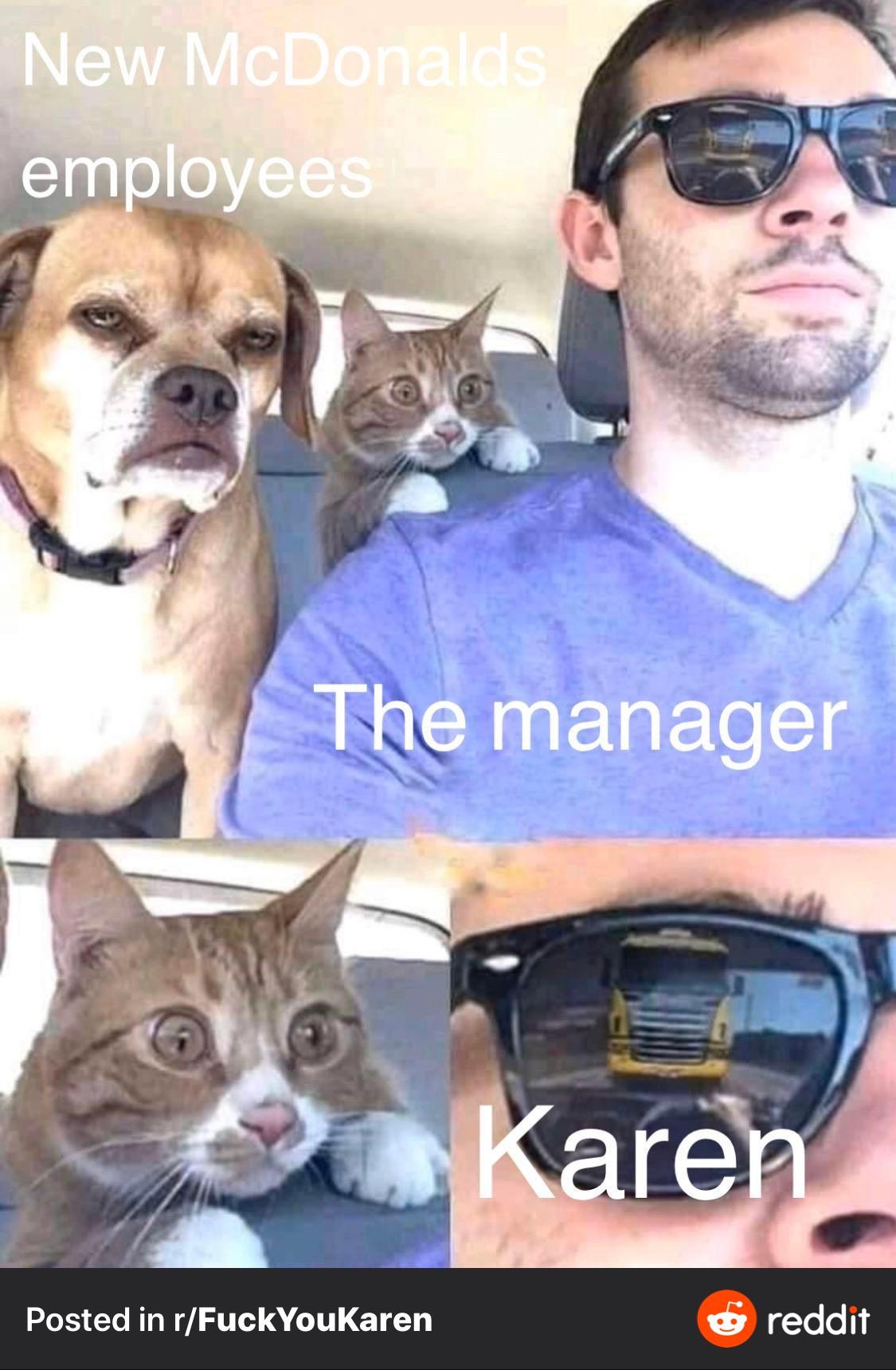 Cat looking scared as dog and driver don't give a shit about