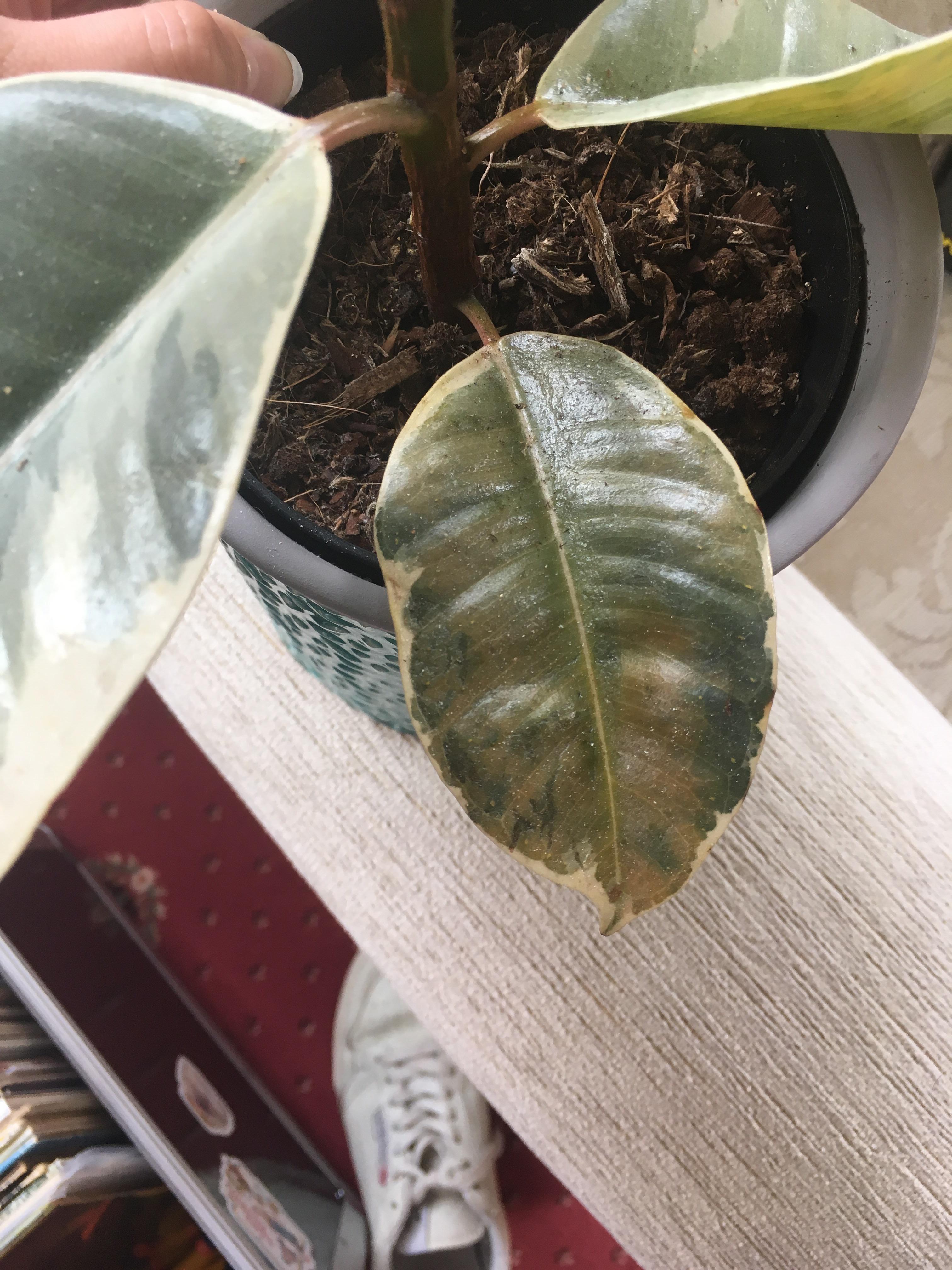 Yellowing on my rubber plant, is been dropping leaves and also been getting some brown spots
