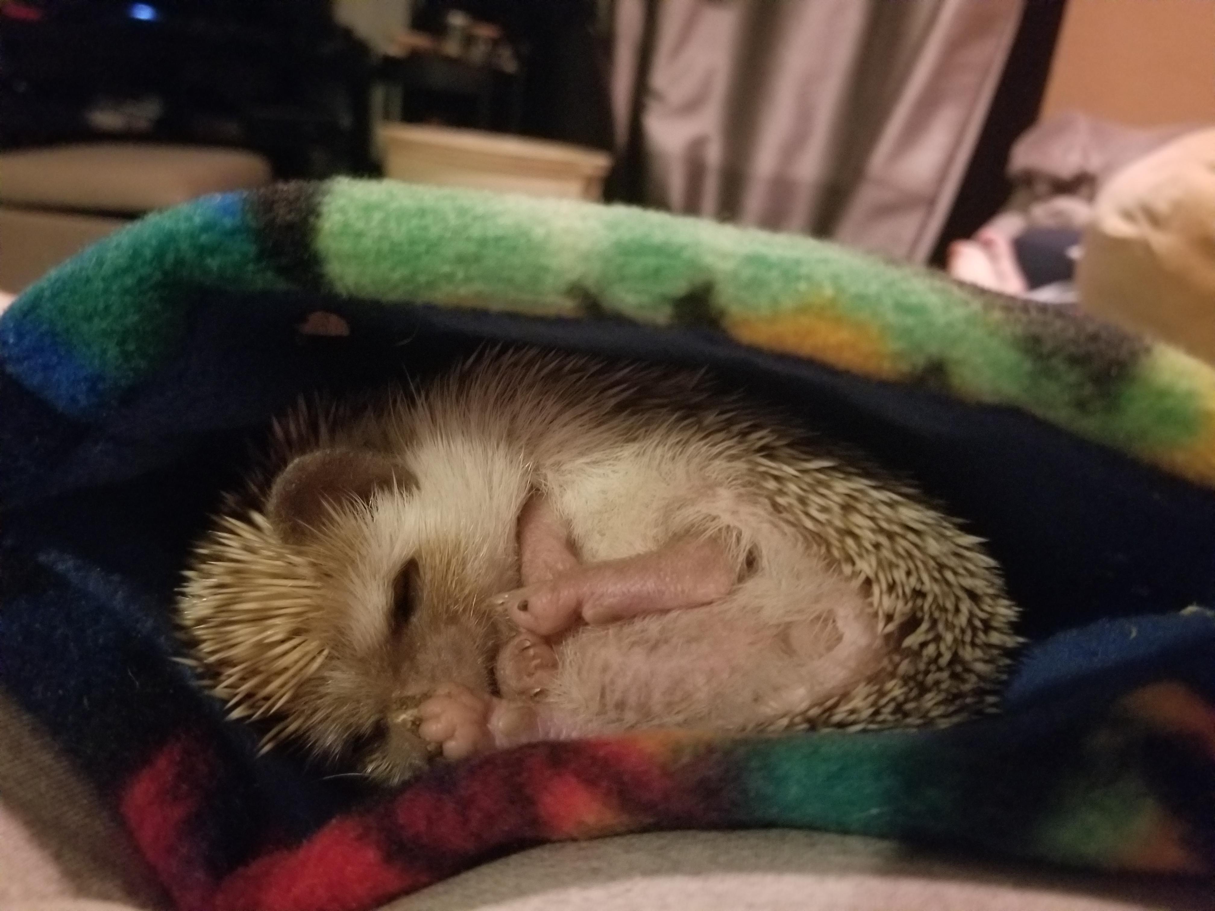 Please excuse the poopboots but look at this cutie r/Hedgehog