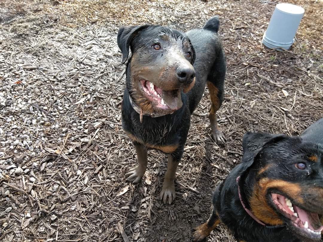 How often do you bath your pup's. And what do you do in between? This