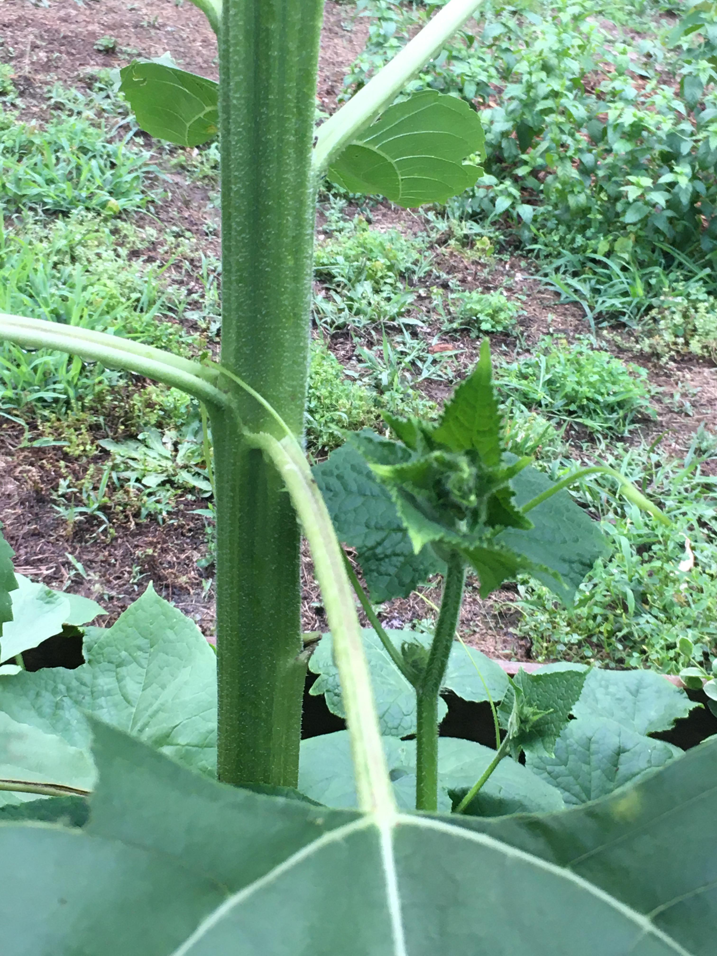 Cucumbers growing up a sunflower. r/vegetablegardening