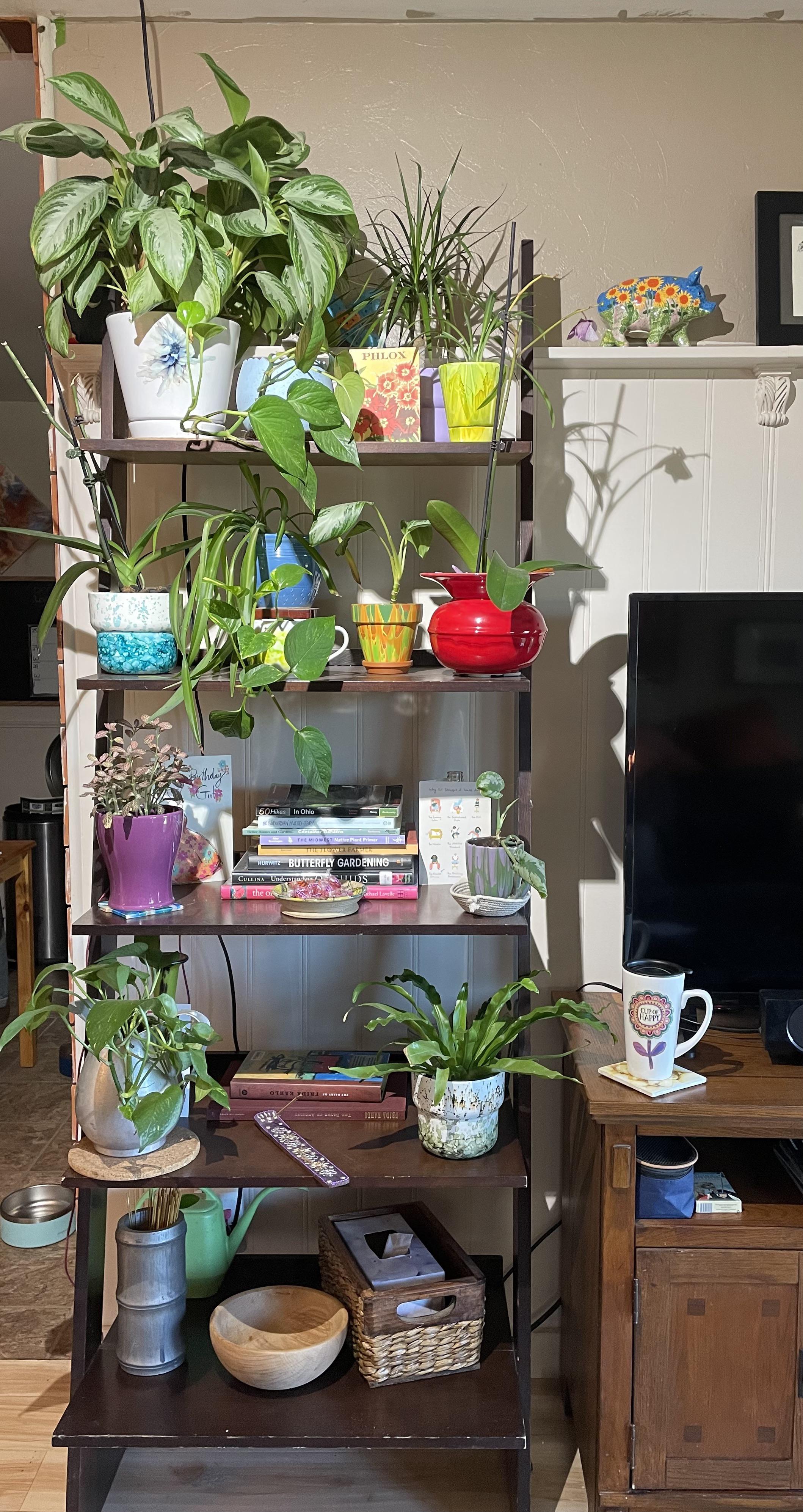 Repurposed a bookshelf into a plant shelf for winter. Added a grow