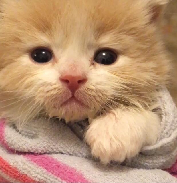 My Foster Kitten. Meet Cream Cheese. r/aww