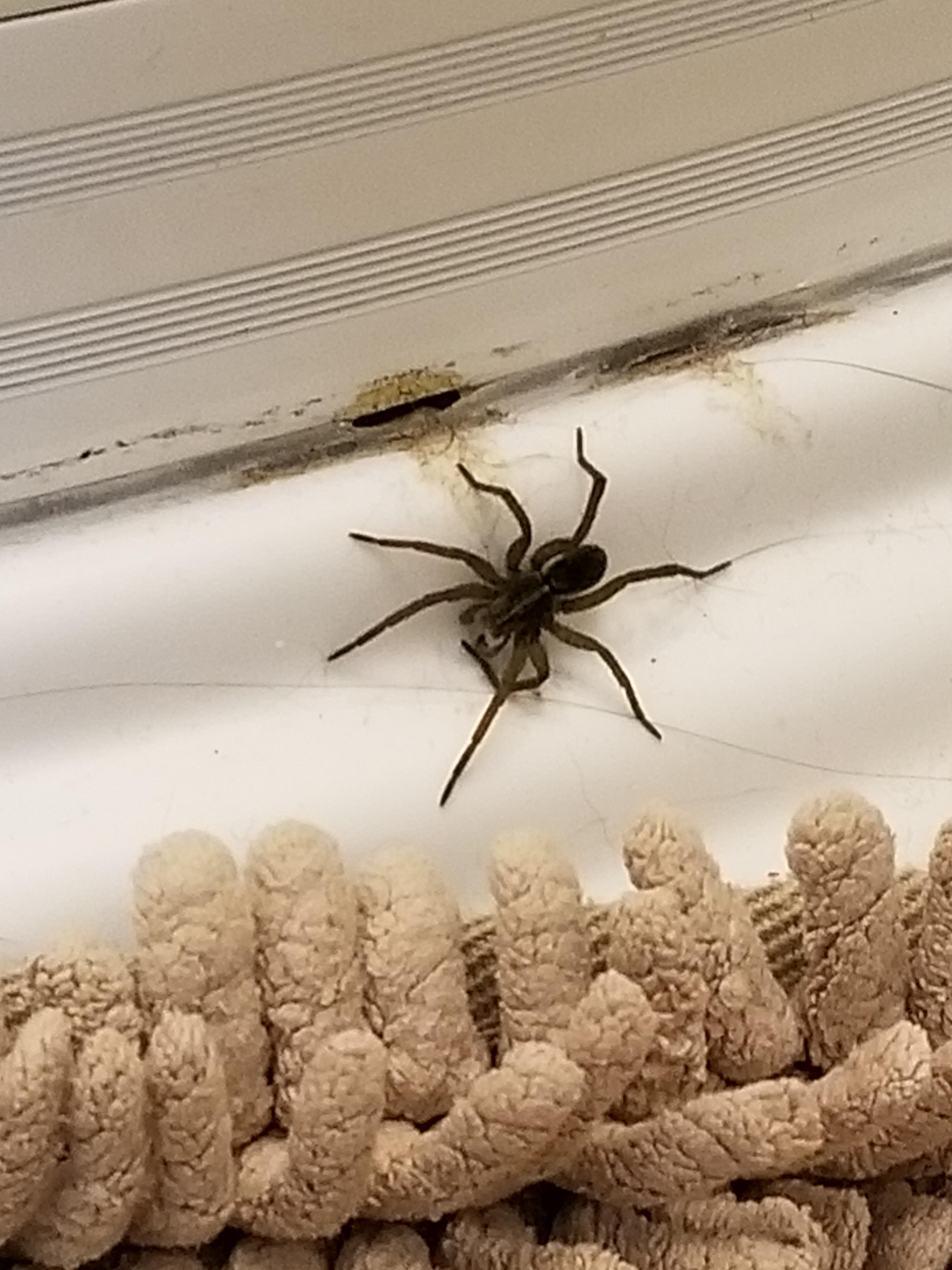 Could this be a Wolf Spider? Southern Ontario Canada r/spiders