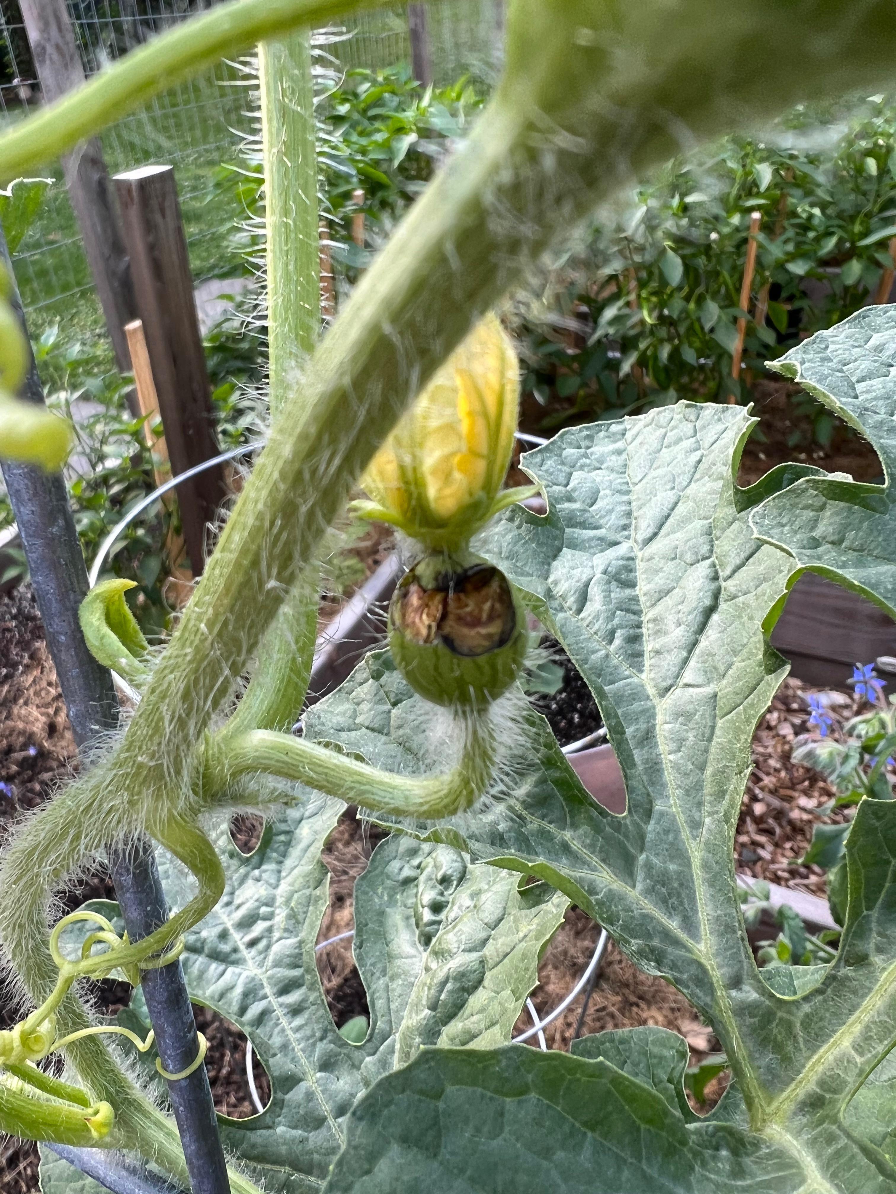 What is eating my female watermelon flowers? r/gardening