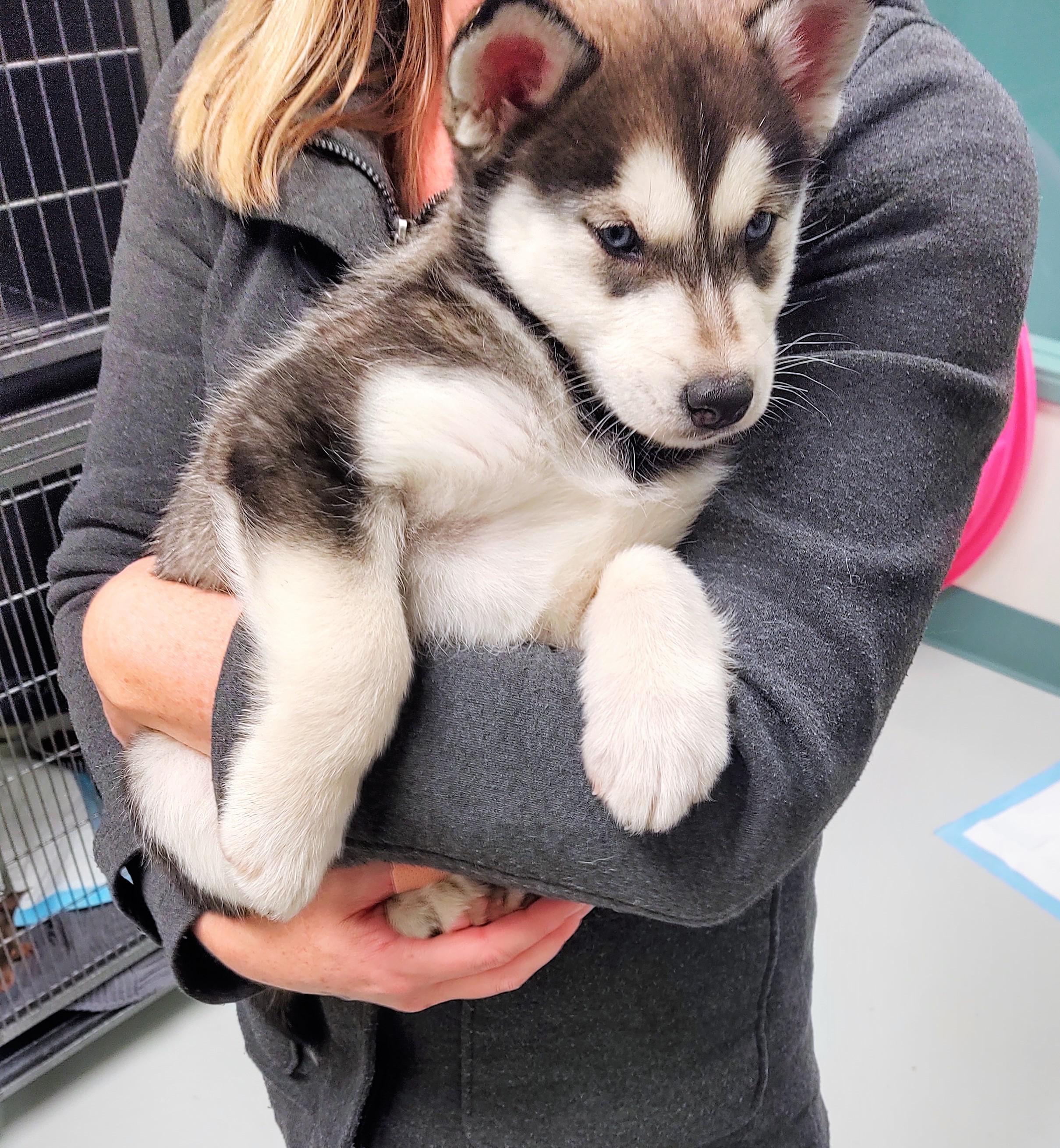 This is a local shelter where we found another Husky pup, we rescued