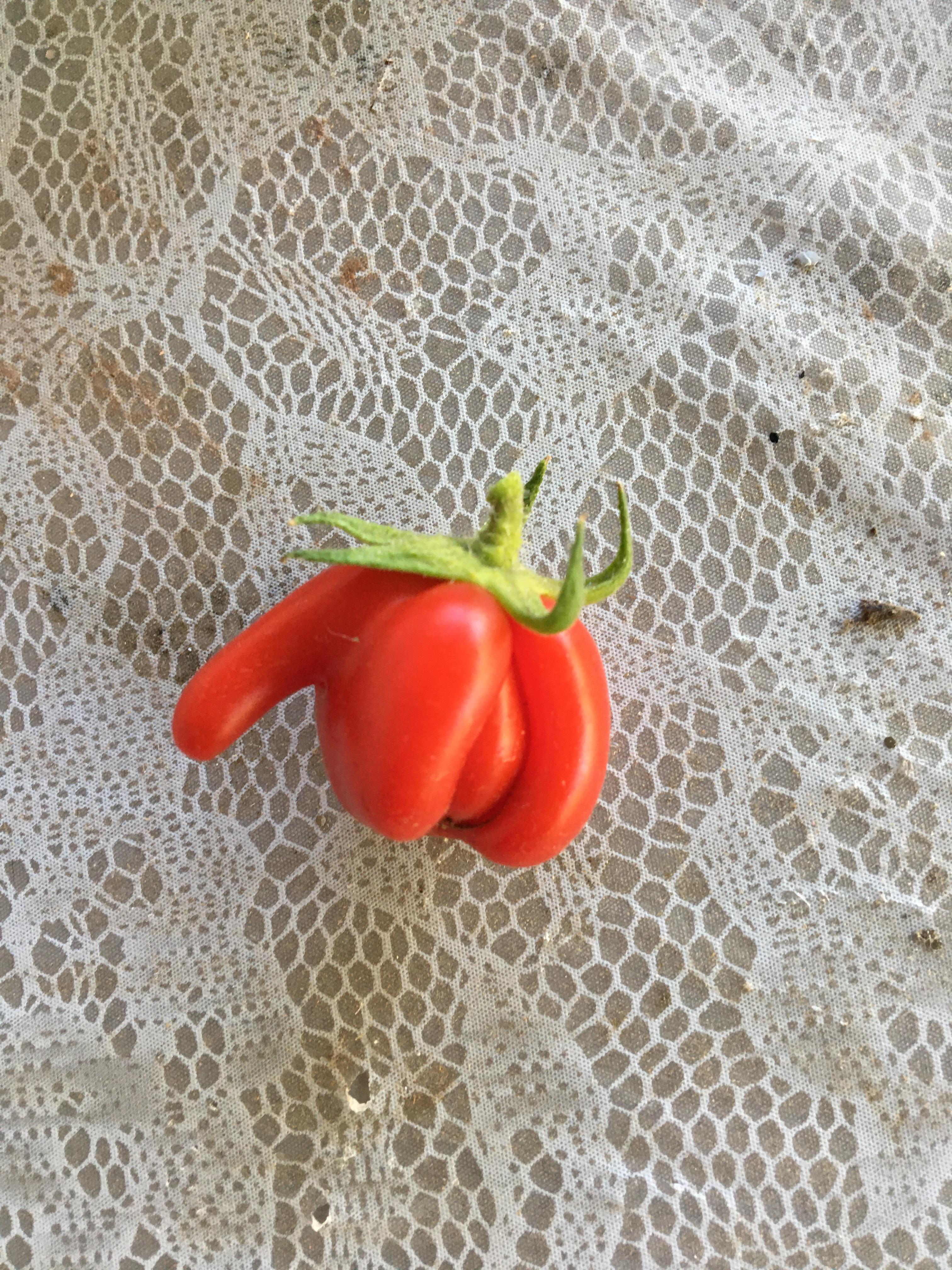 Lil tomato I found growing in our backyard when I was grabbing ripe