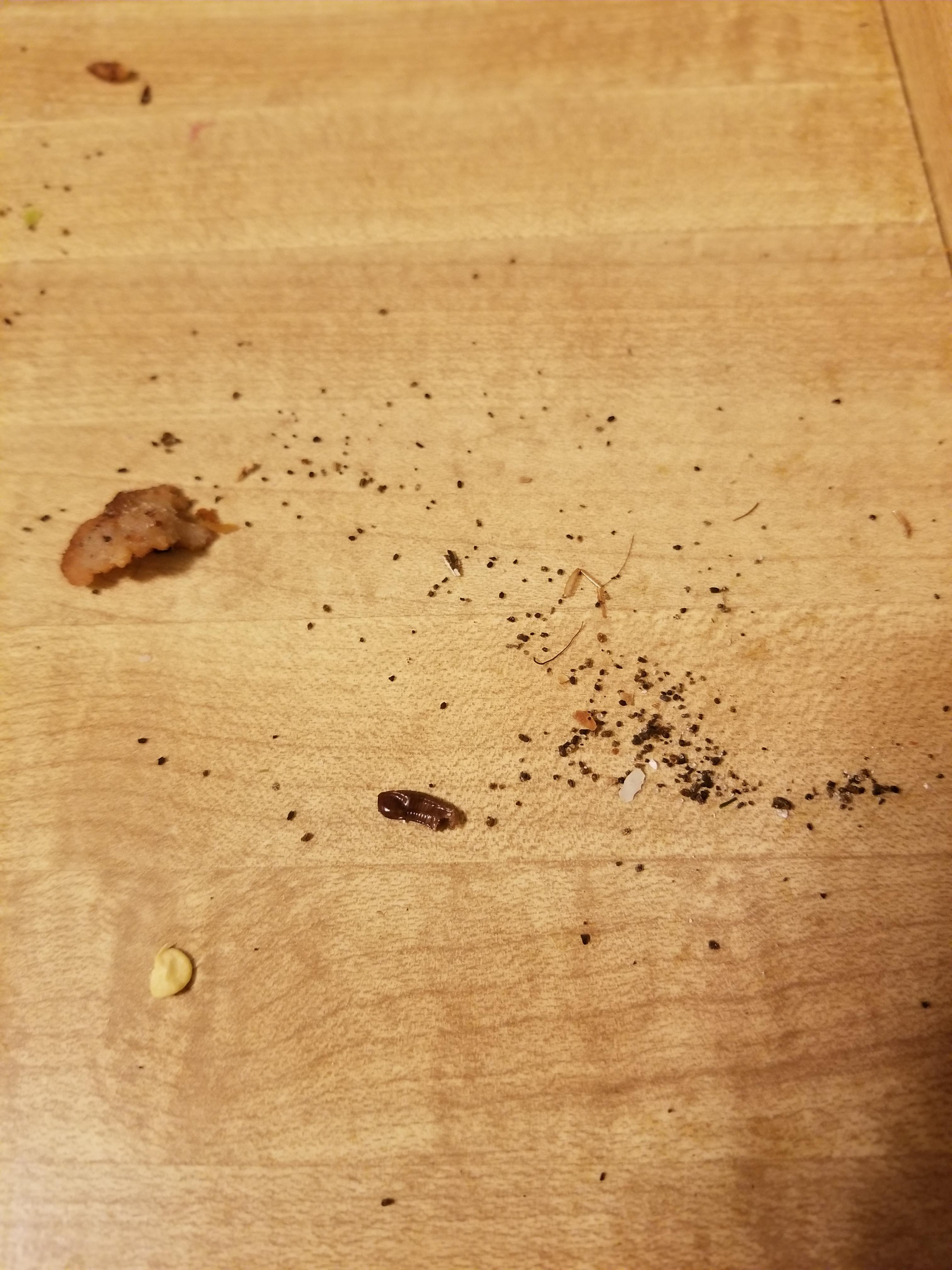 Are these black specs cockroach eggs or poop? On the edges of my