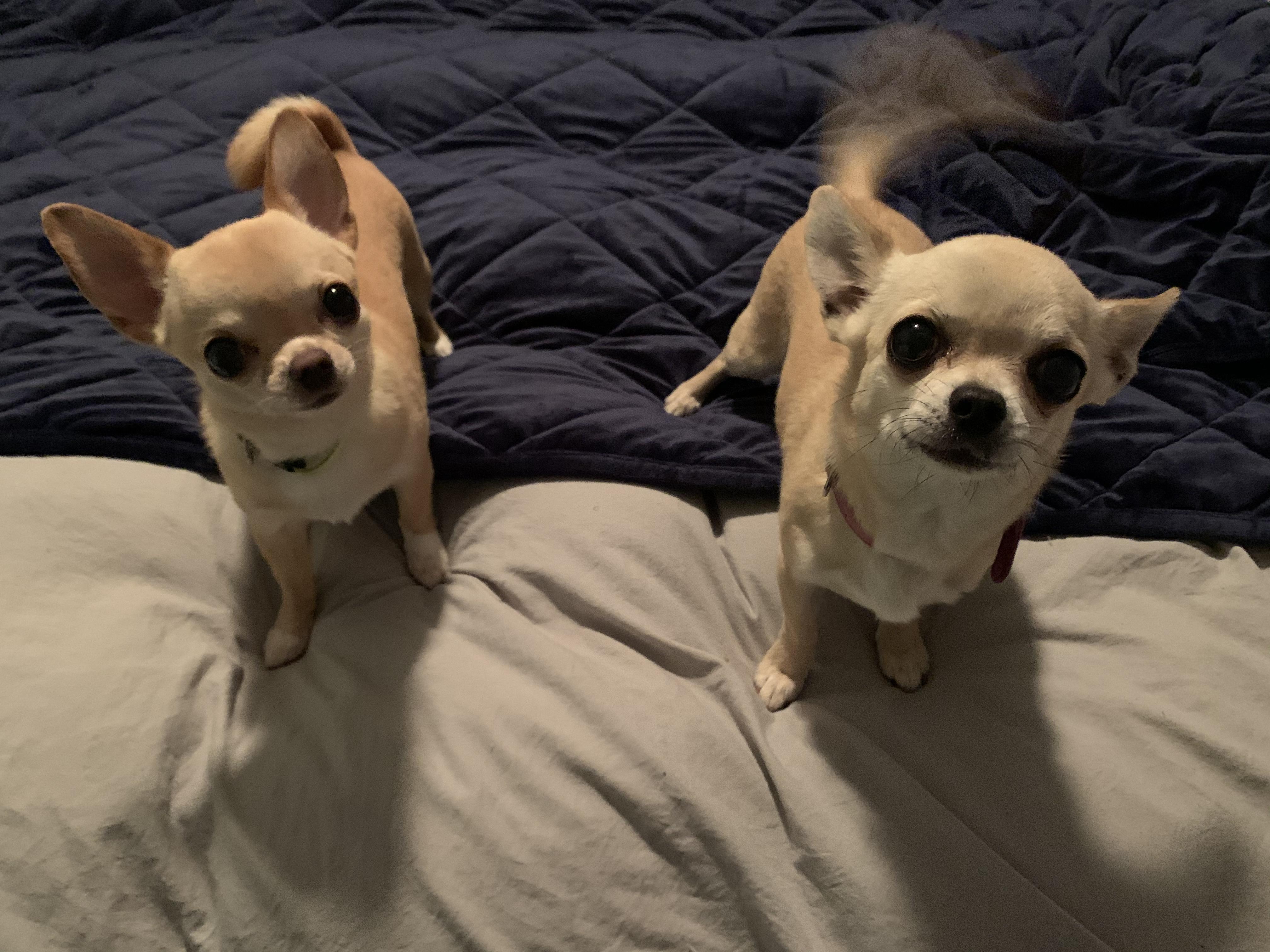 Help. Bed dogs have multiplied. chihuahua