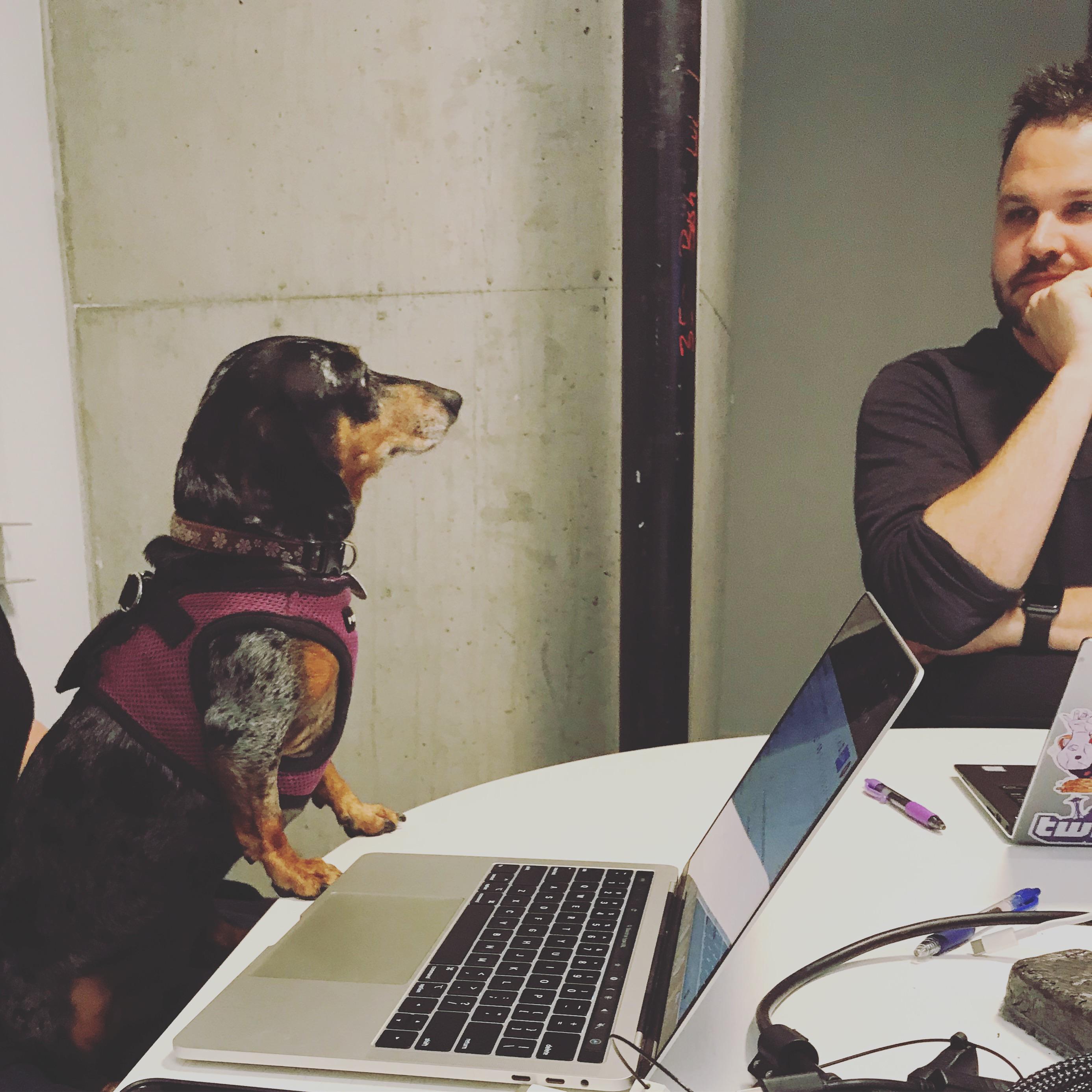 My dog giving me my annual performance review r/funny