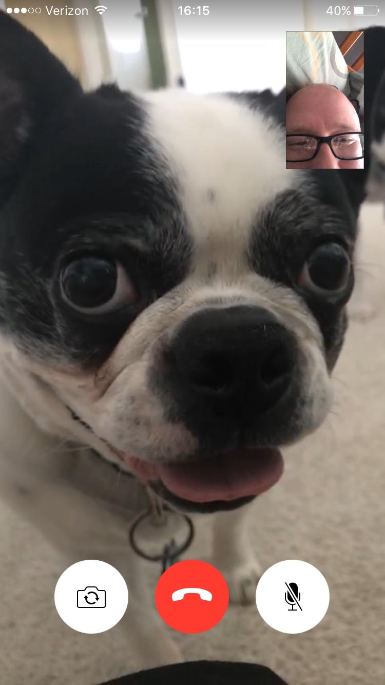 When you and your dog FaceTime. r/BostonTerrier