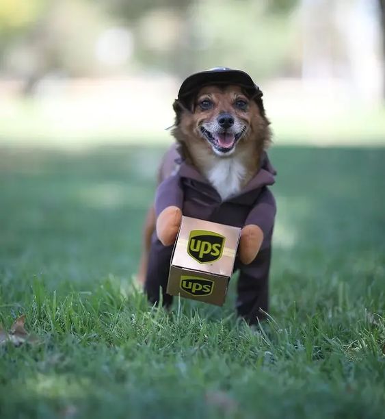 This dog dressed as a UPS driver for Halloween is so cute I can't even