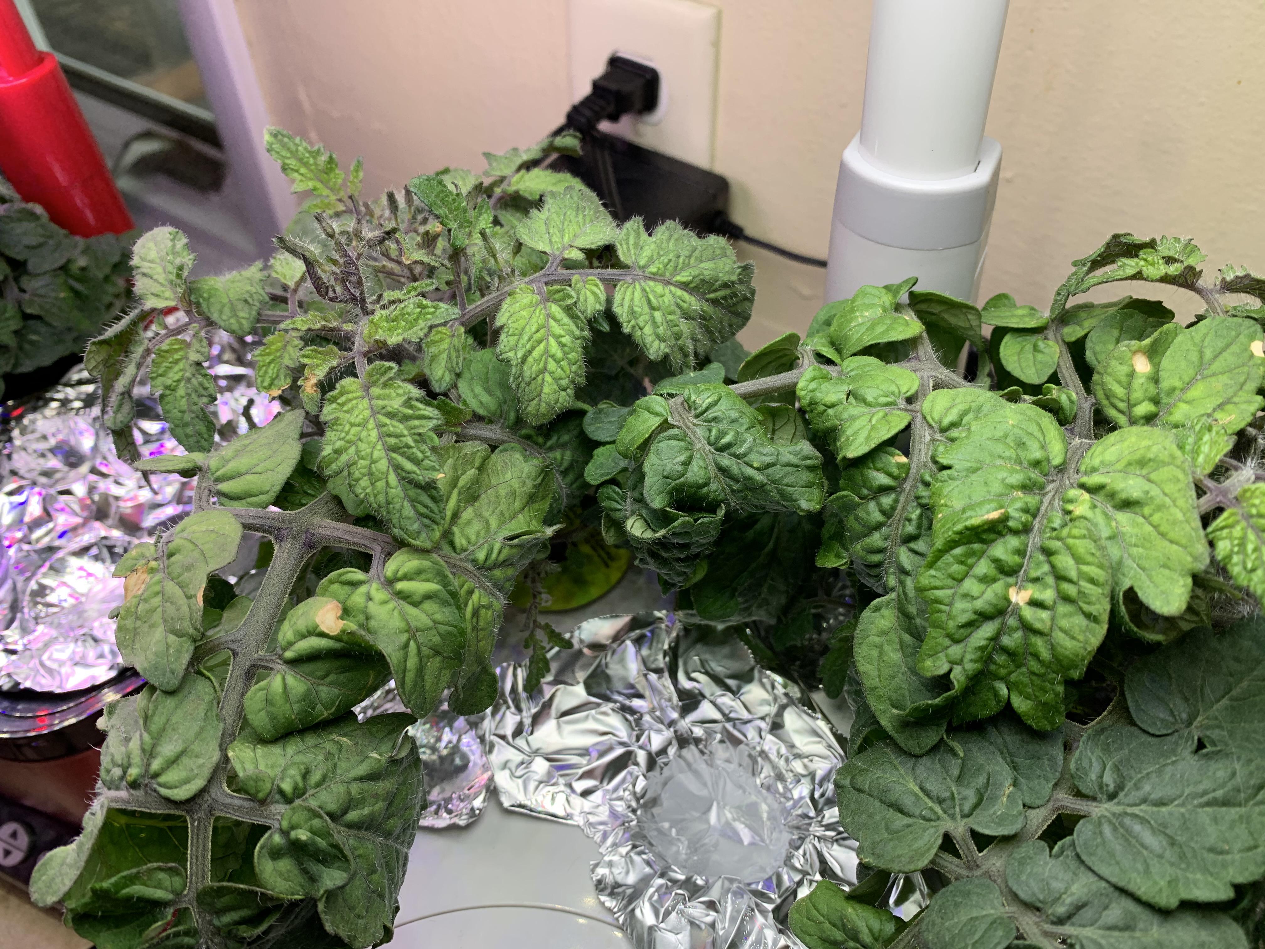 Nutrient burn on these tomatoes, or something more sinister? Had 6