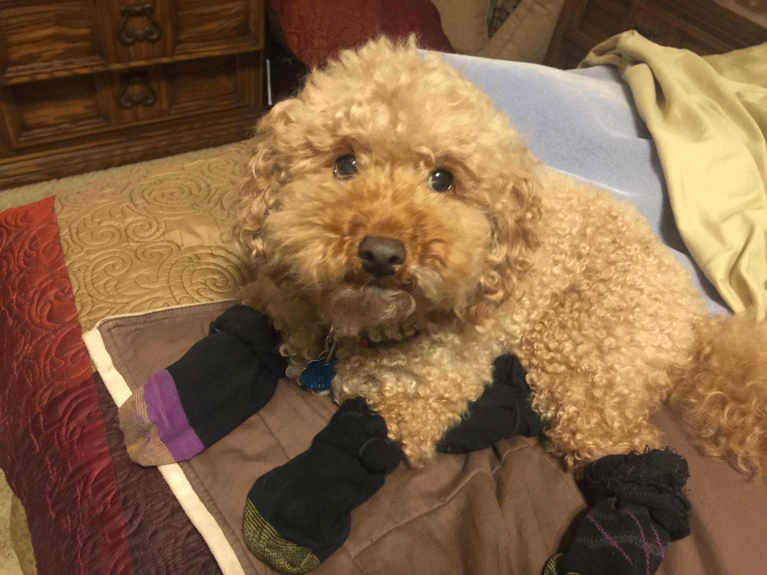 Our pupper has a grass allergy that causes blisters on his paws, so