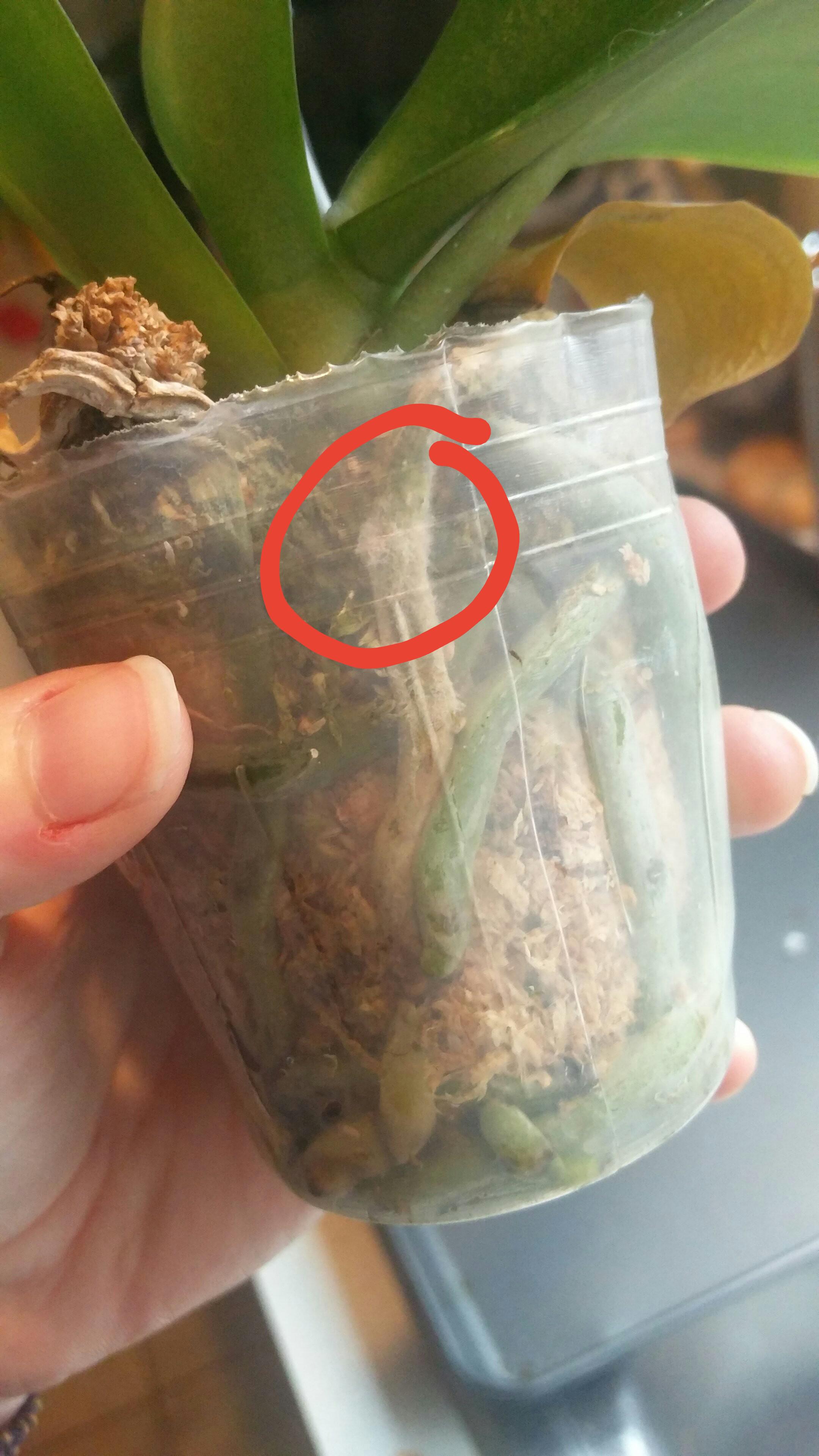 Is this mold on my orchid's root? r/orchids