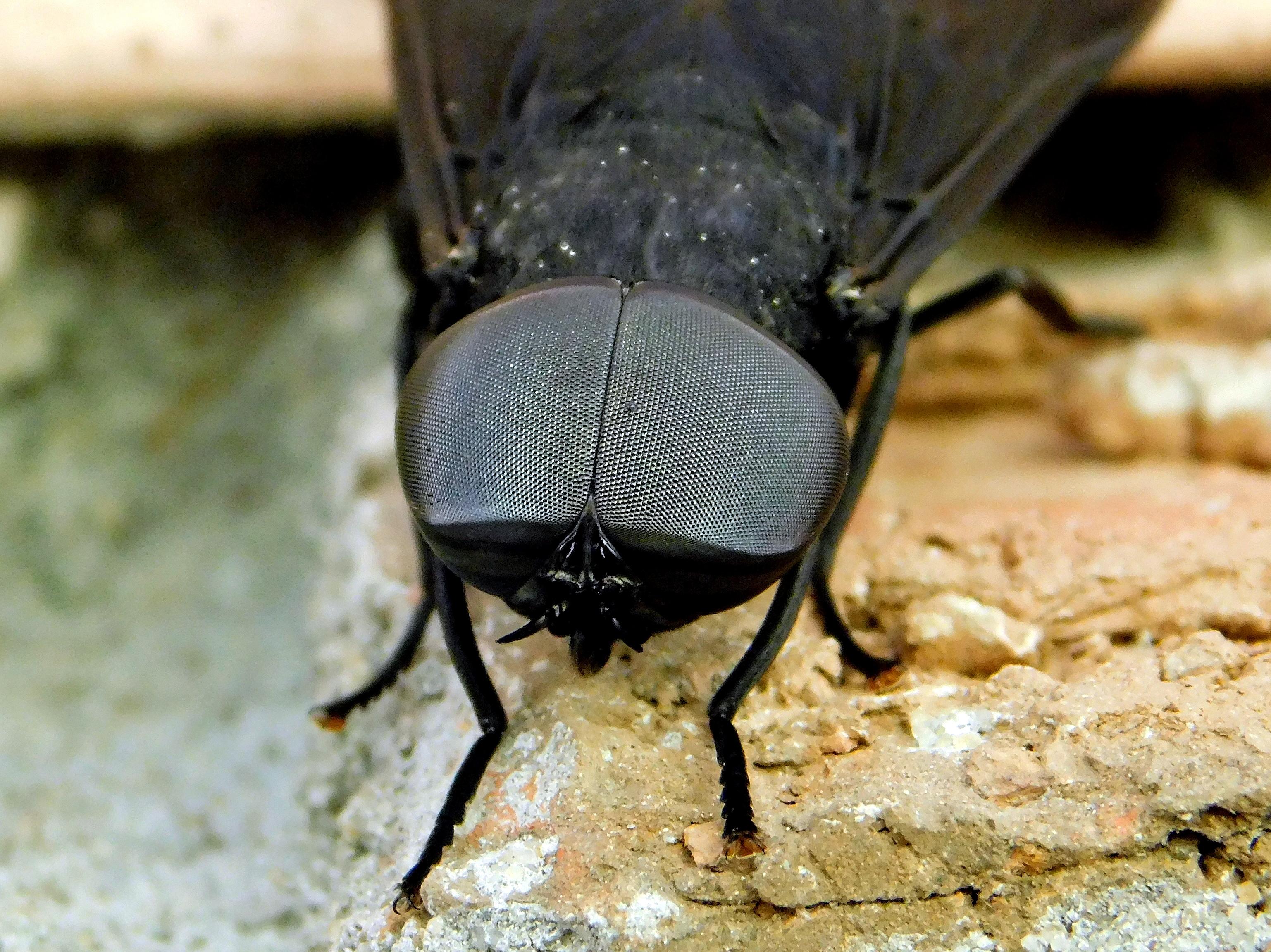 Black Horsefly r/insects