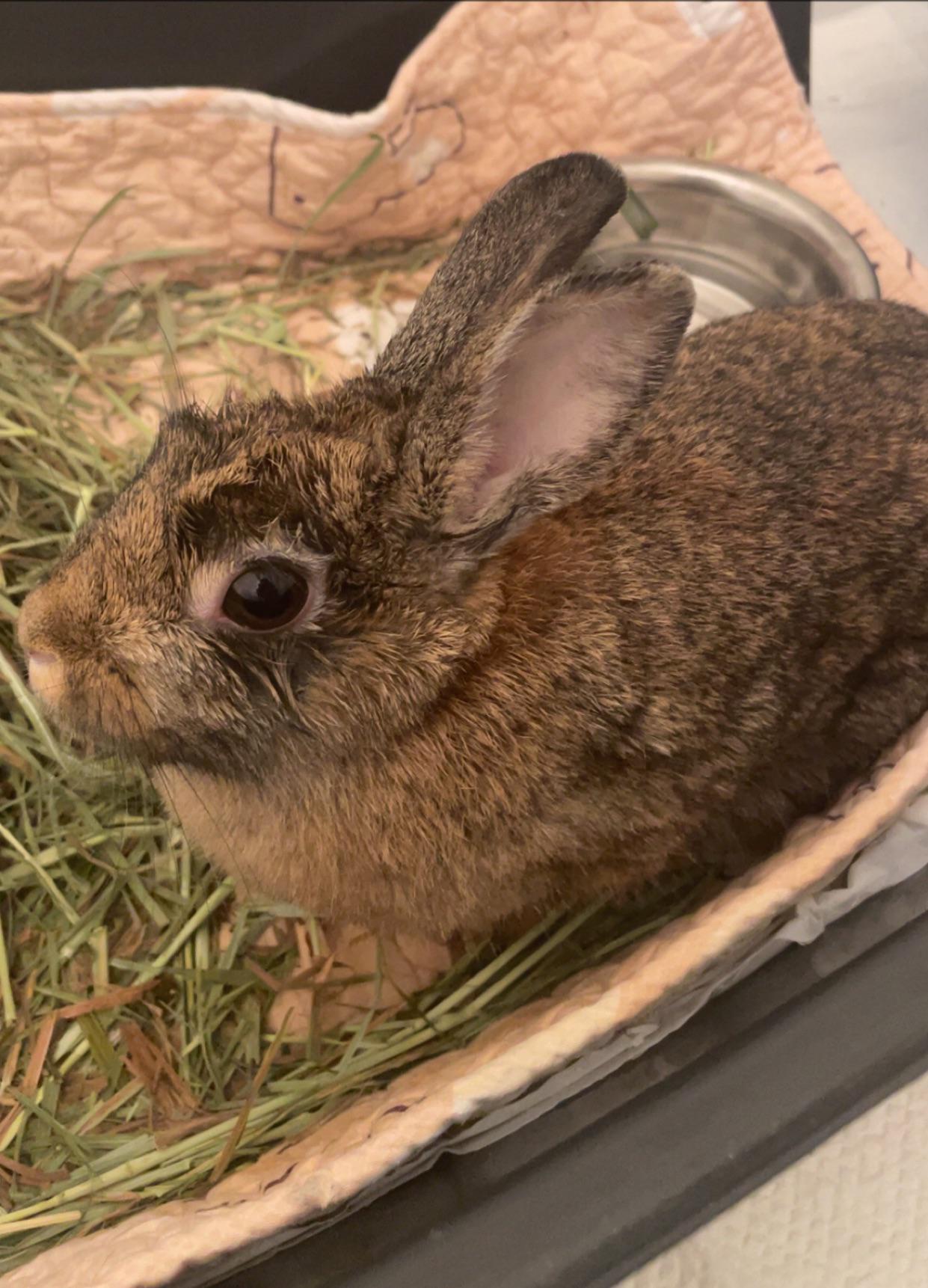 Bibi looking scrungly after her spay r/Rabbits