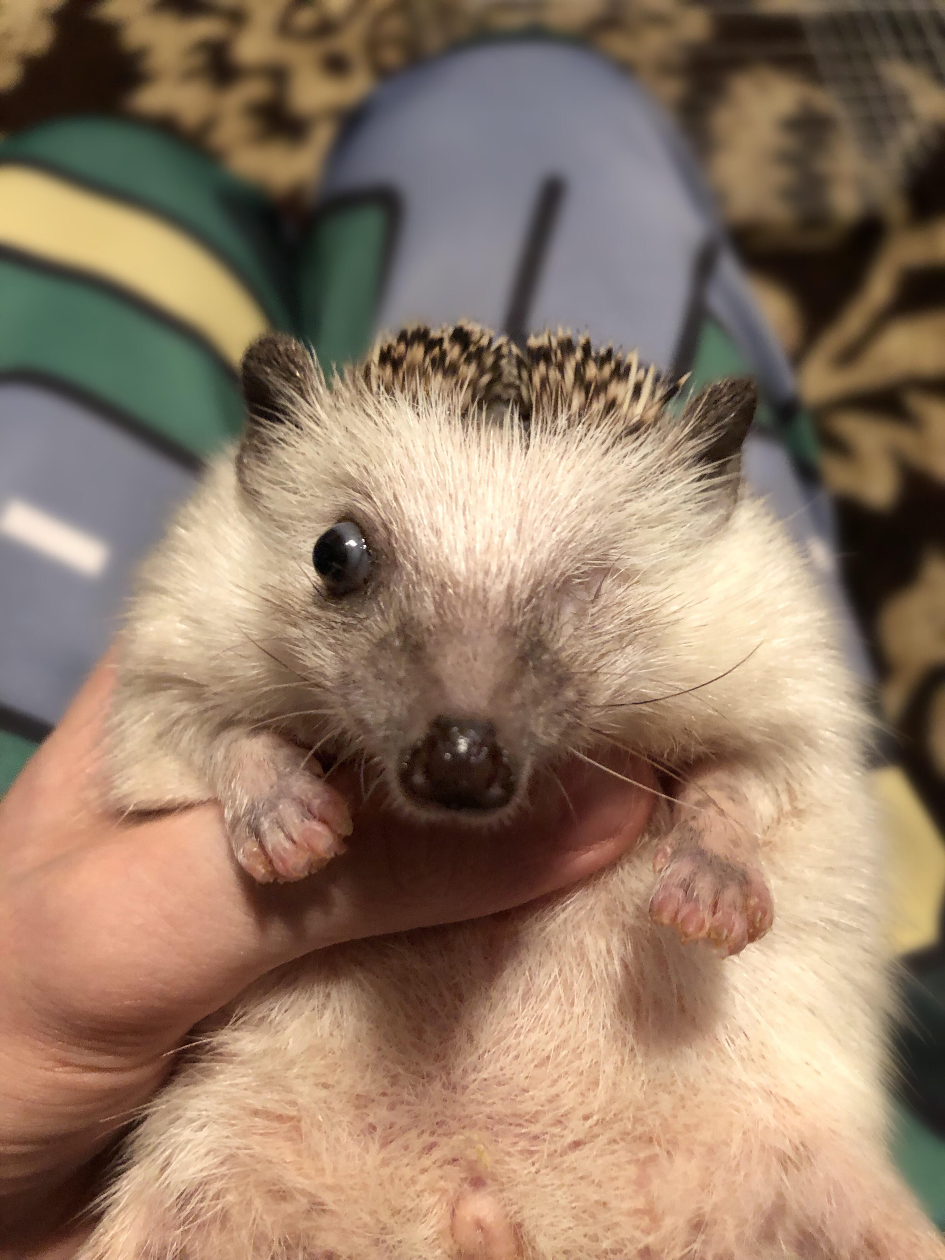 Can we get a little love for Pinecone OneEyed? Hedgehog