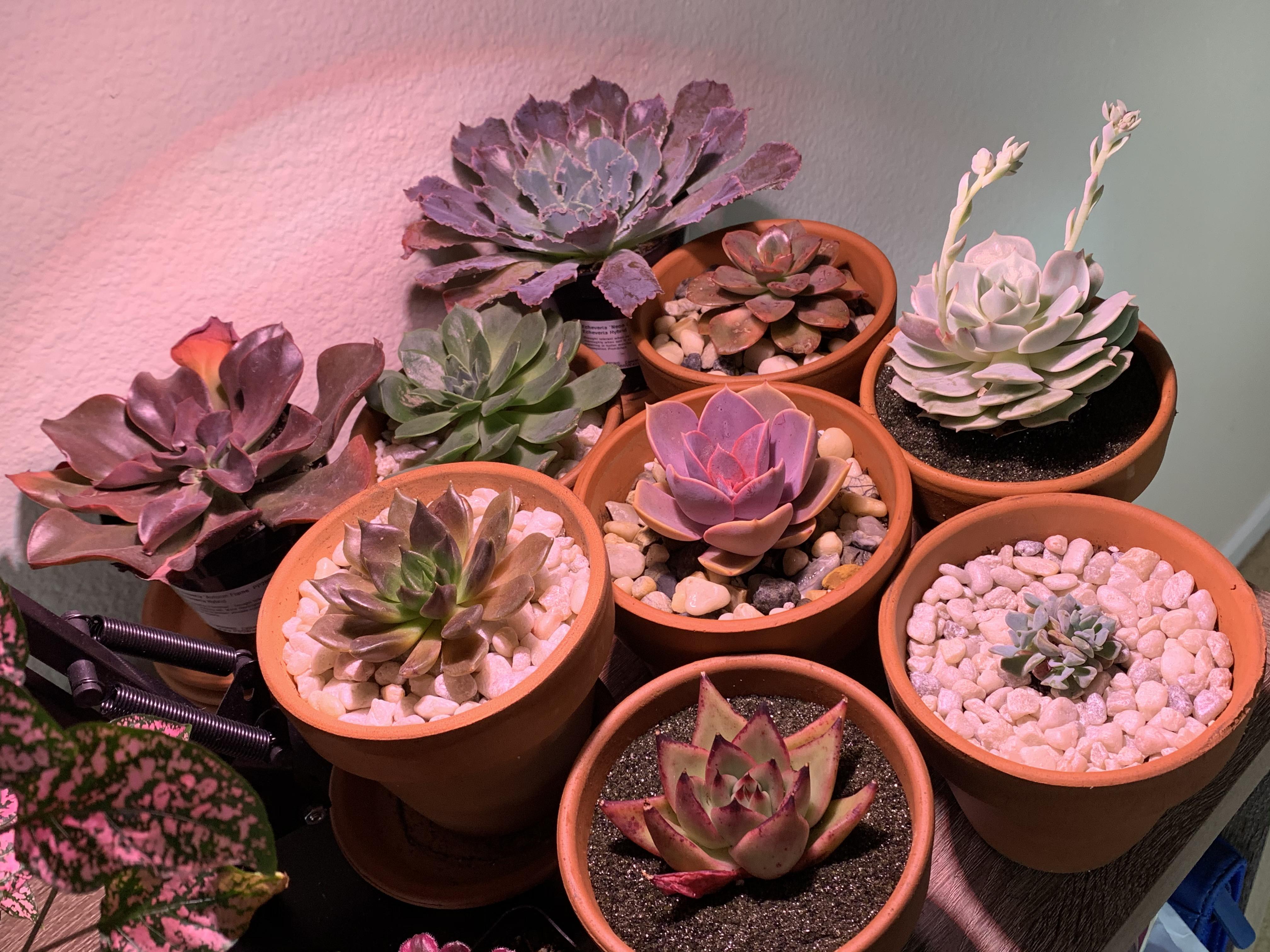 My colorful collection of indoor echeveria, just chilling on my