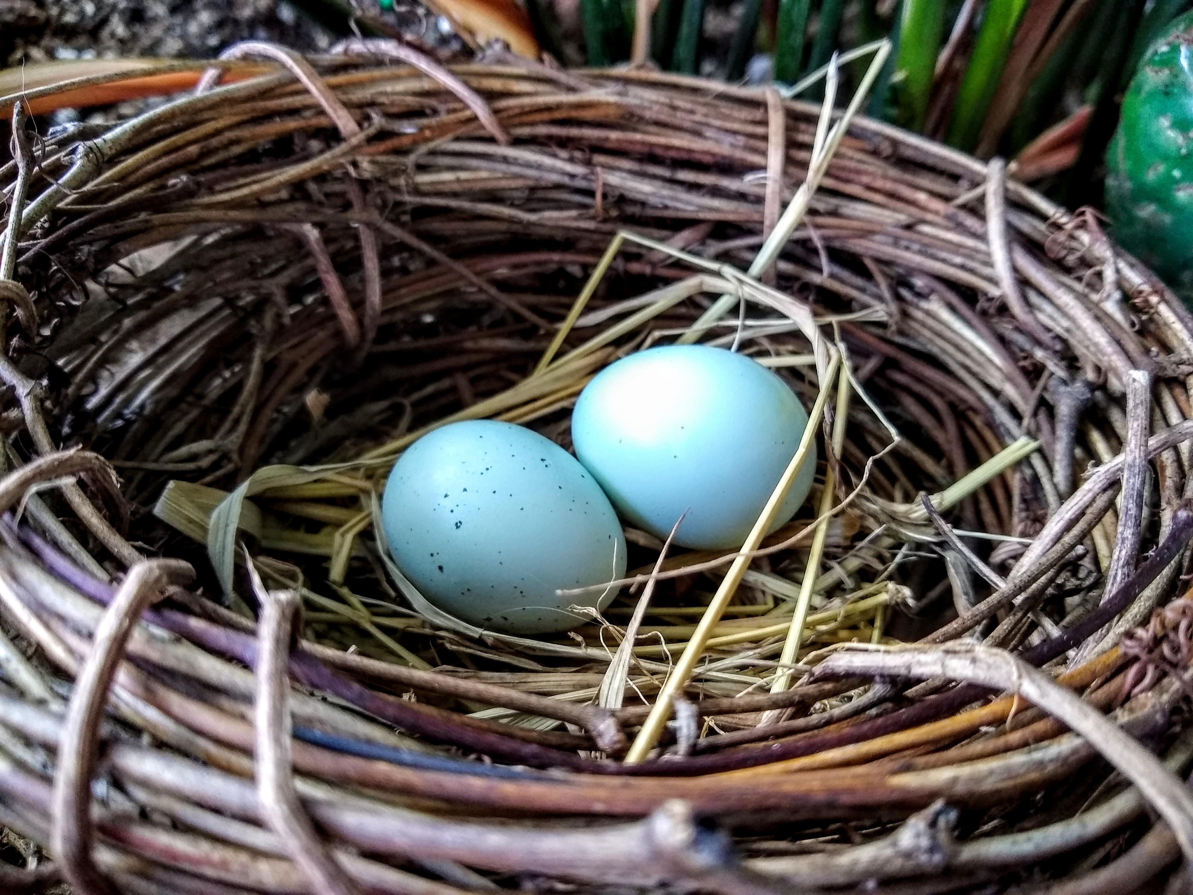 212 best r/quails images on Pholder My quail regularly lay huge eggs
