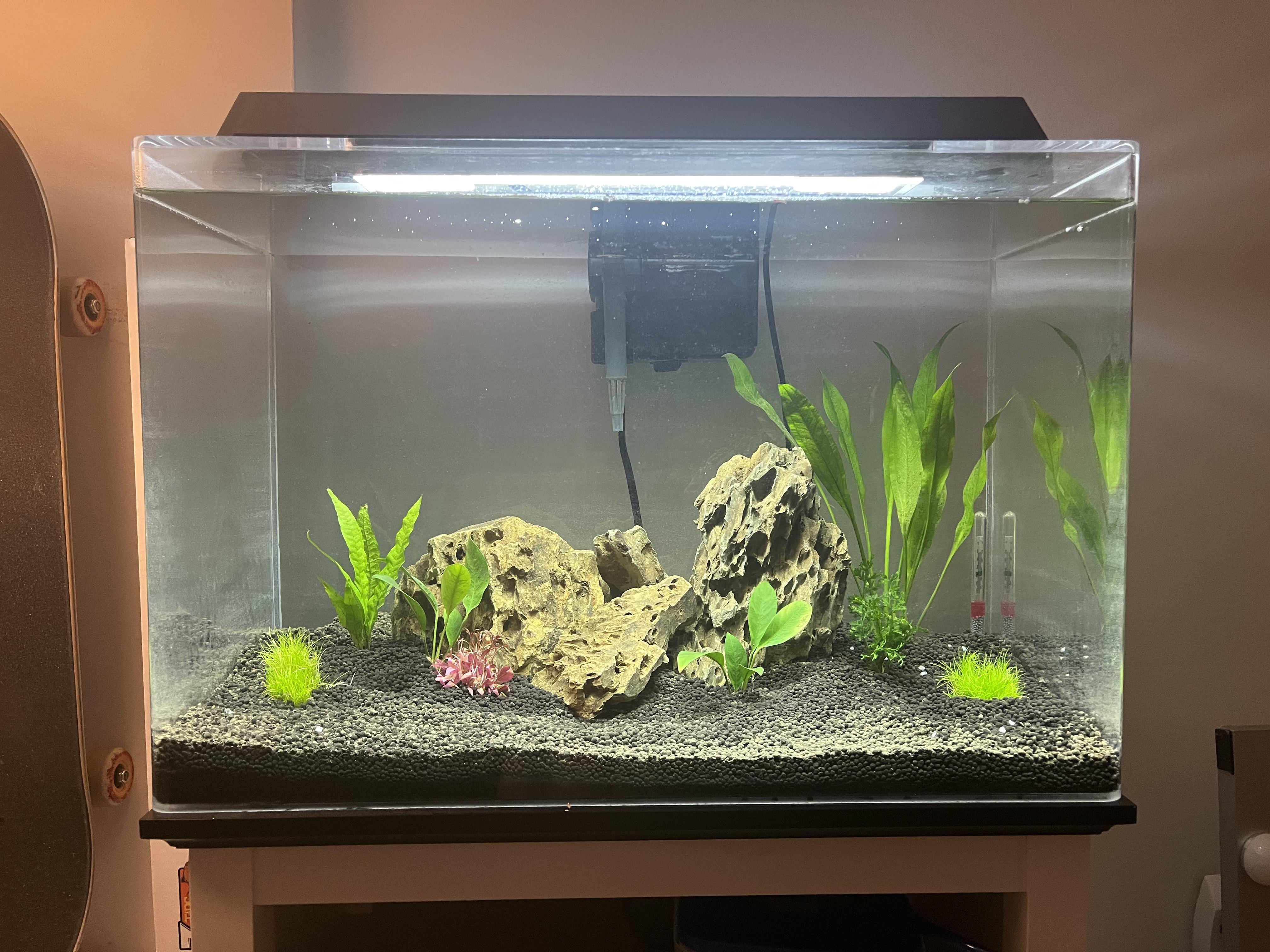 Just set up my very first aquarium! Stocking ideas? r/Aquariums