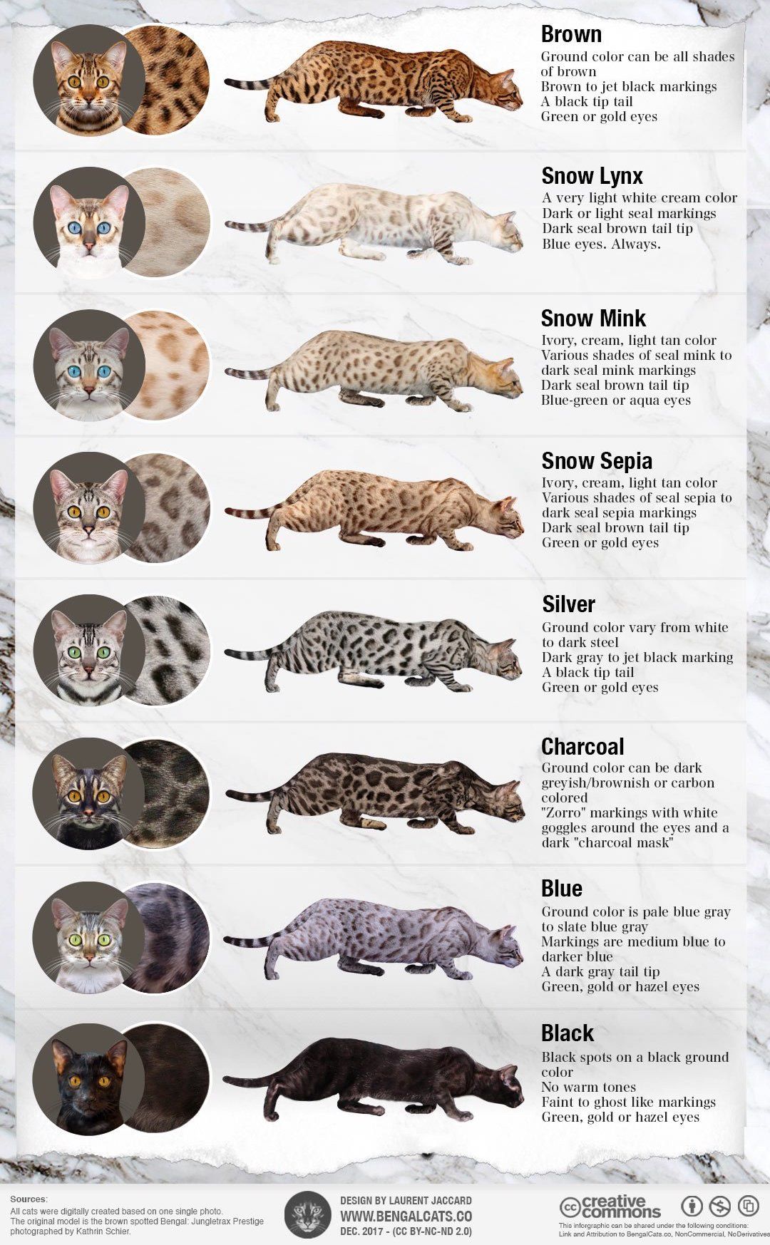 Bengal Cat Size Chart