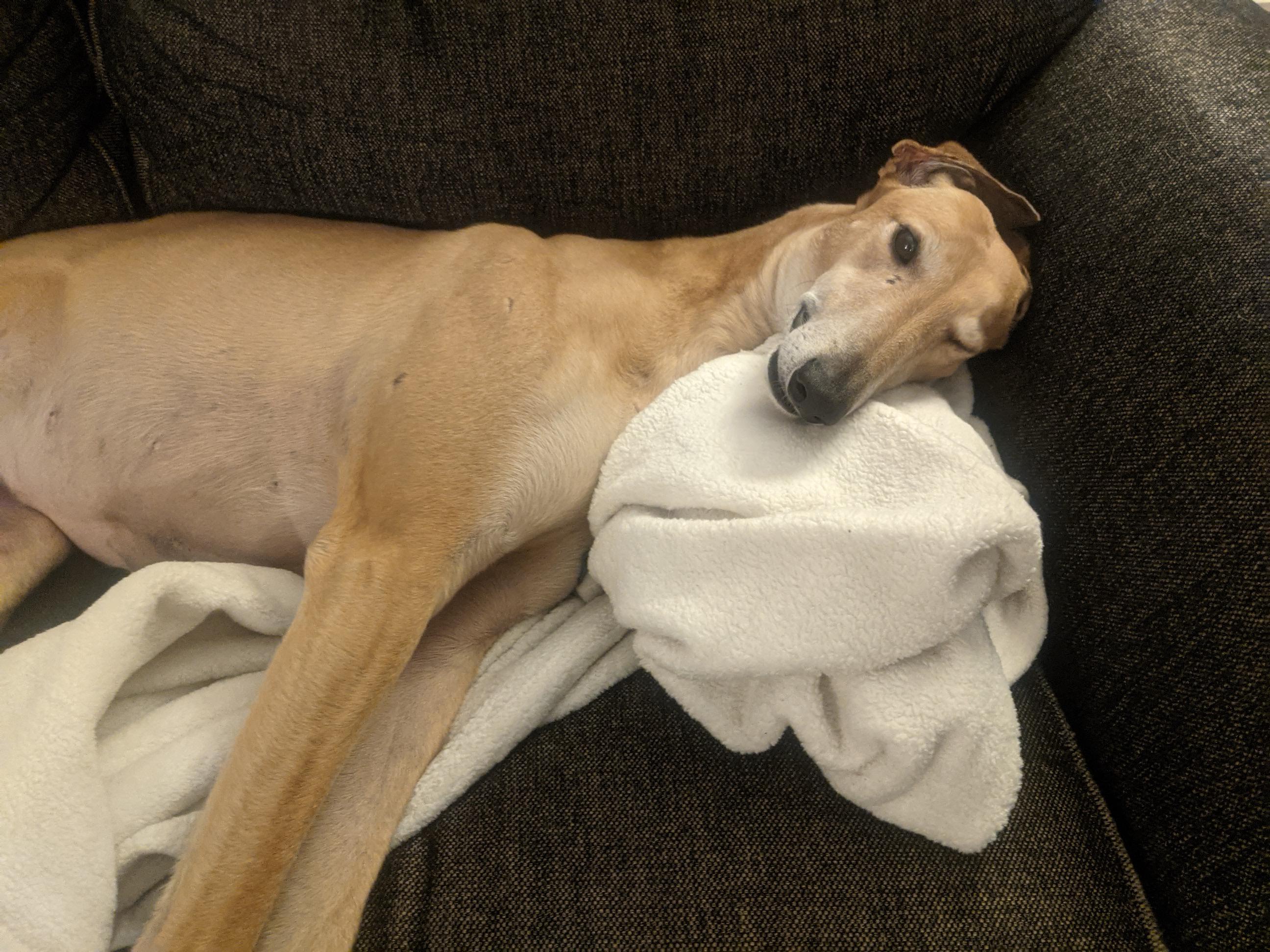 Food suggestions? I think I've given her too many treats and now she is