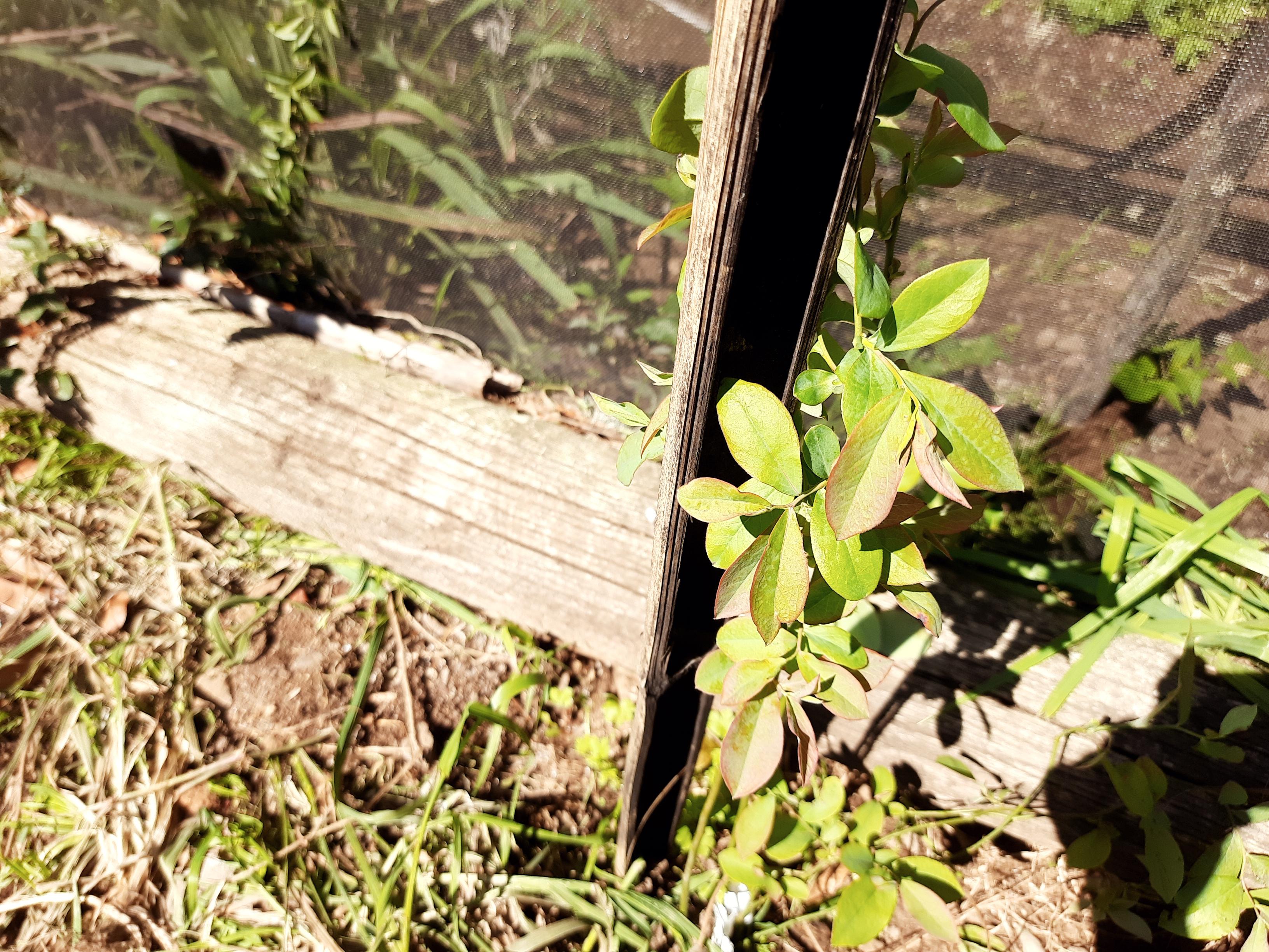 My blueberry bush has red leaves in it, why? r/plantclinic