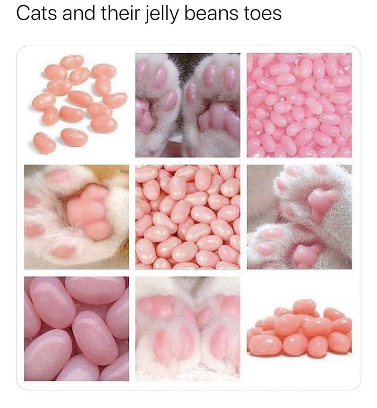 1275 best Jelly Bean images on Pholder Succulents, Forbiddensnacks