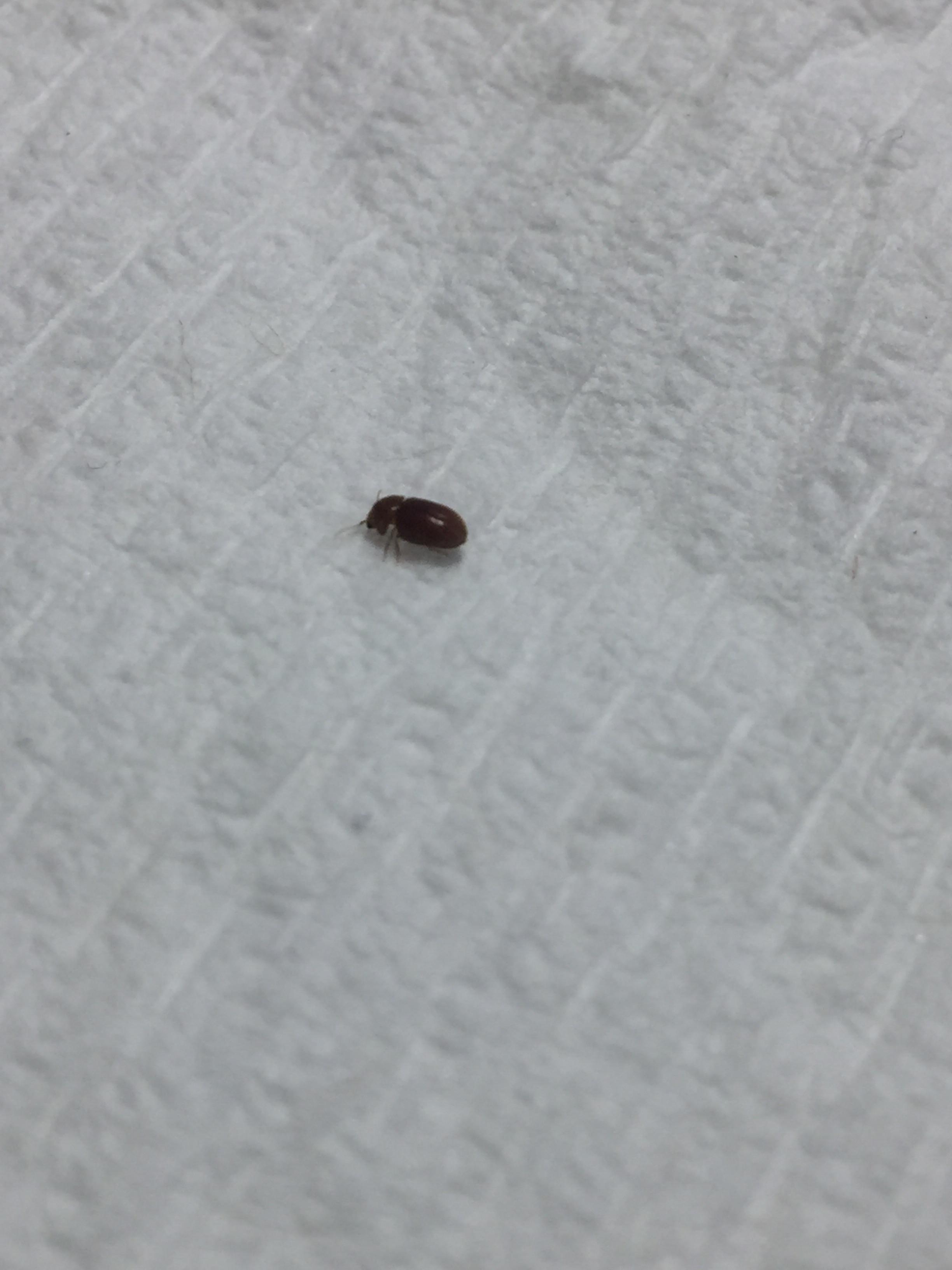 Tiny beetle guy. Flies. Smaller than a grain of rice. Central Florida