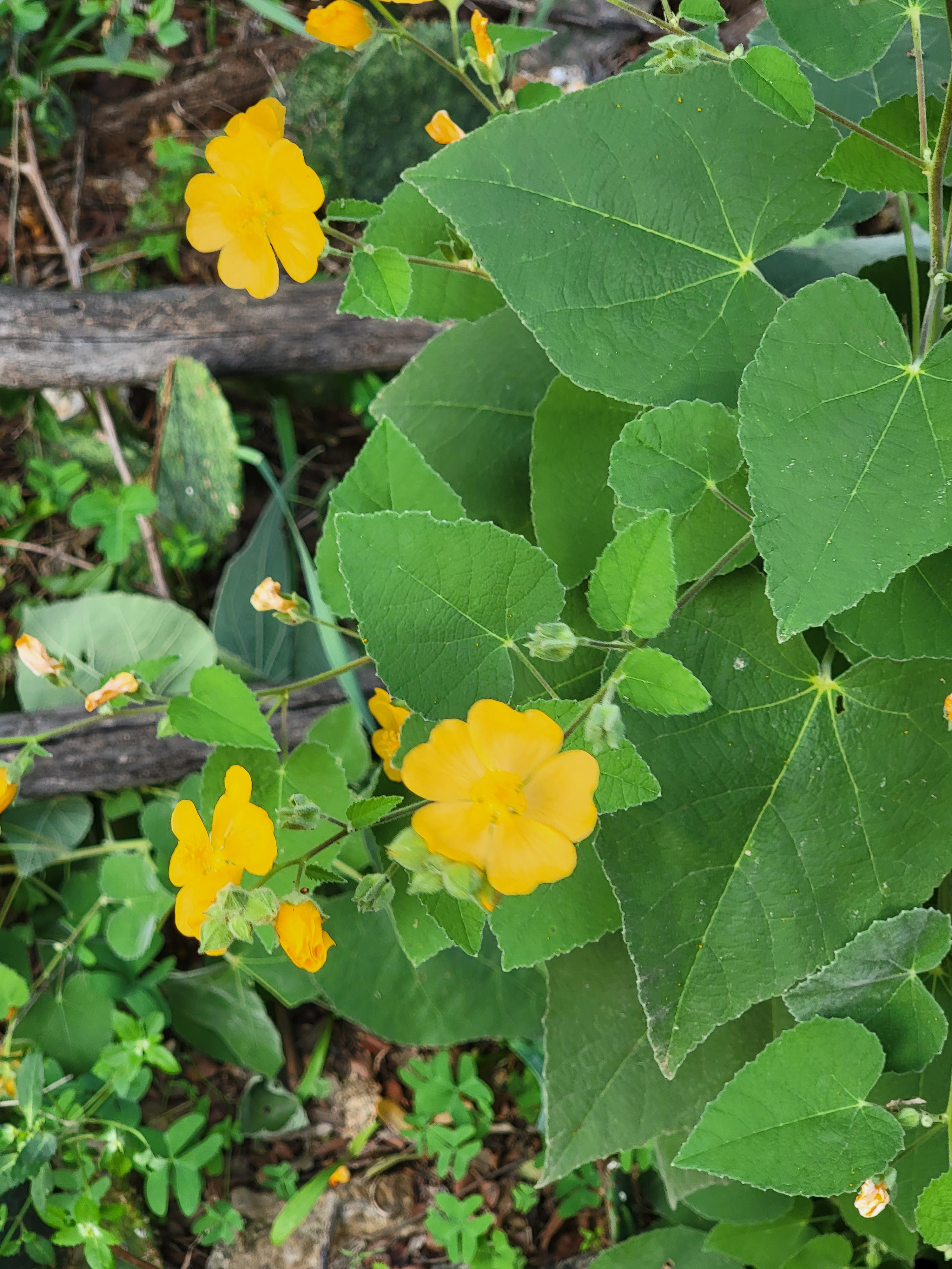 yellow flowers with big broad leaves in central texas r/whatsthisplant