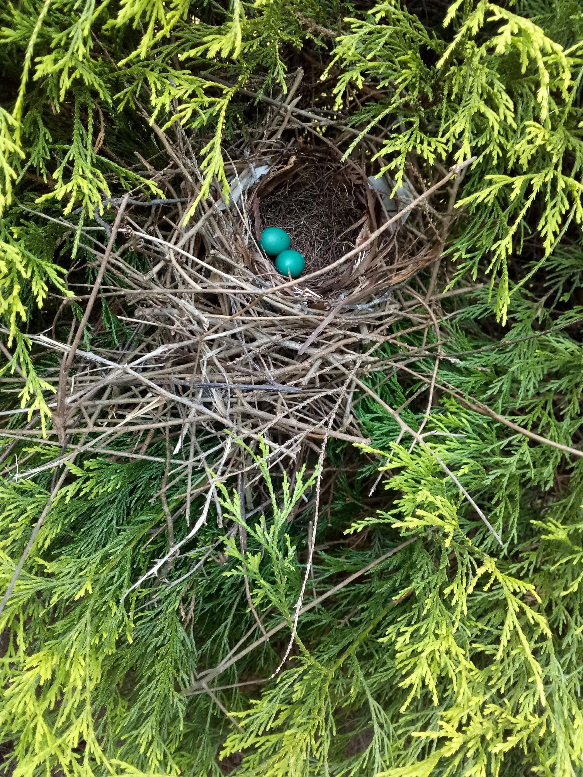 What bird laid these eggs? There used to be 3, but now there's only two