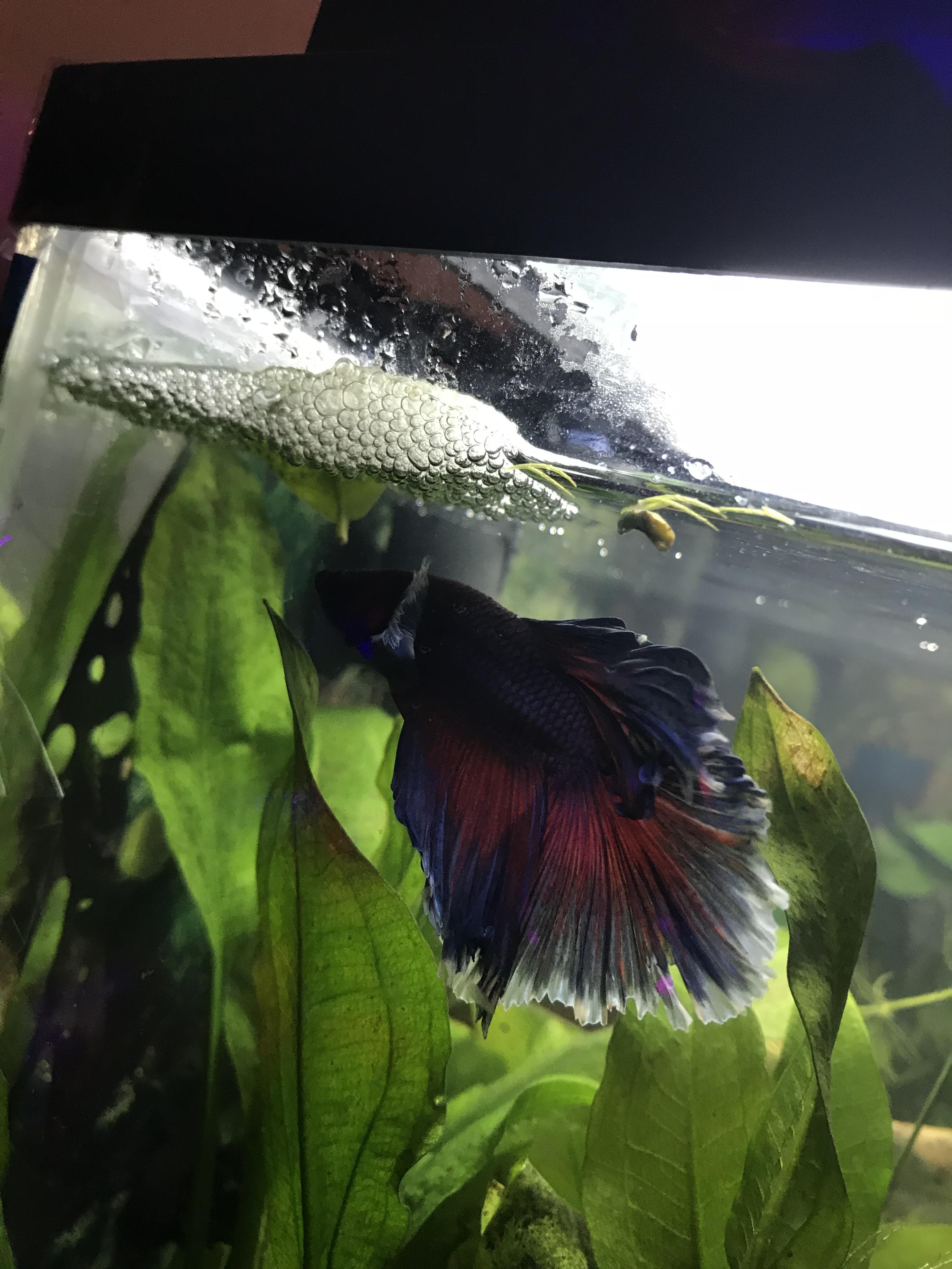 762 best Fin Rot images on Pholder Bettafish, Aquariums and Goldfish