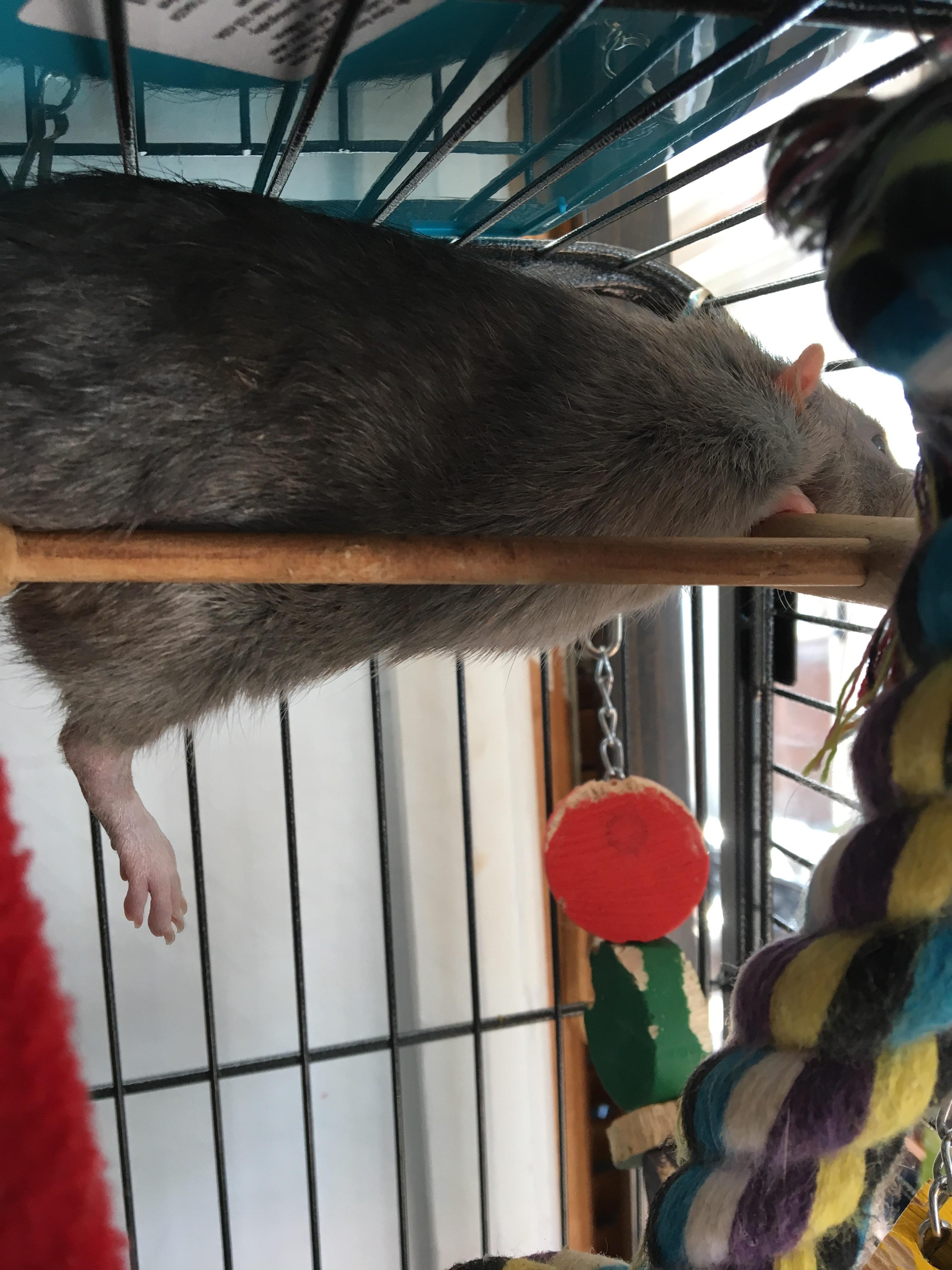 Expensive cooling mat just below? Nah I’ll just spread my fat out on