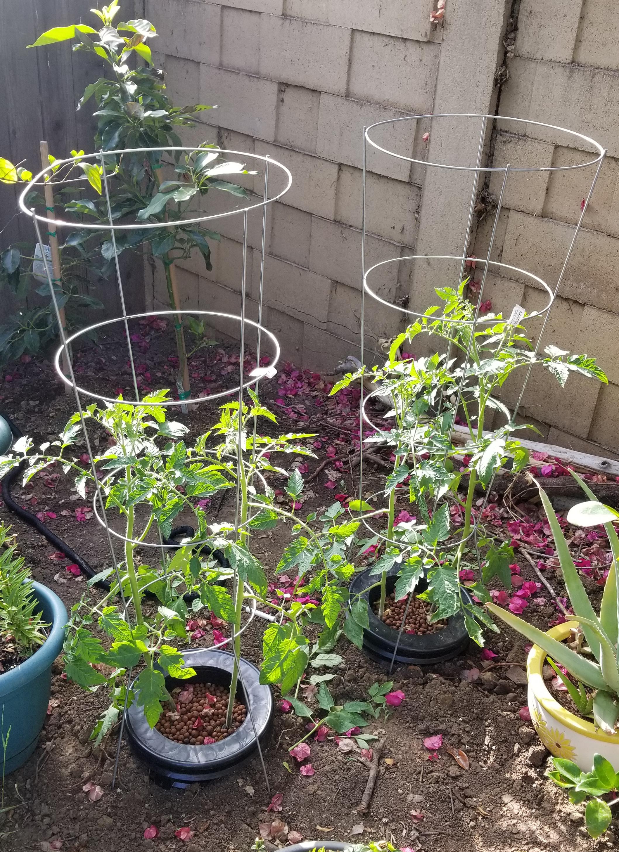 First time doing hydro and enjoying my outdoor Kratky tomatoes started in late April. Just grew