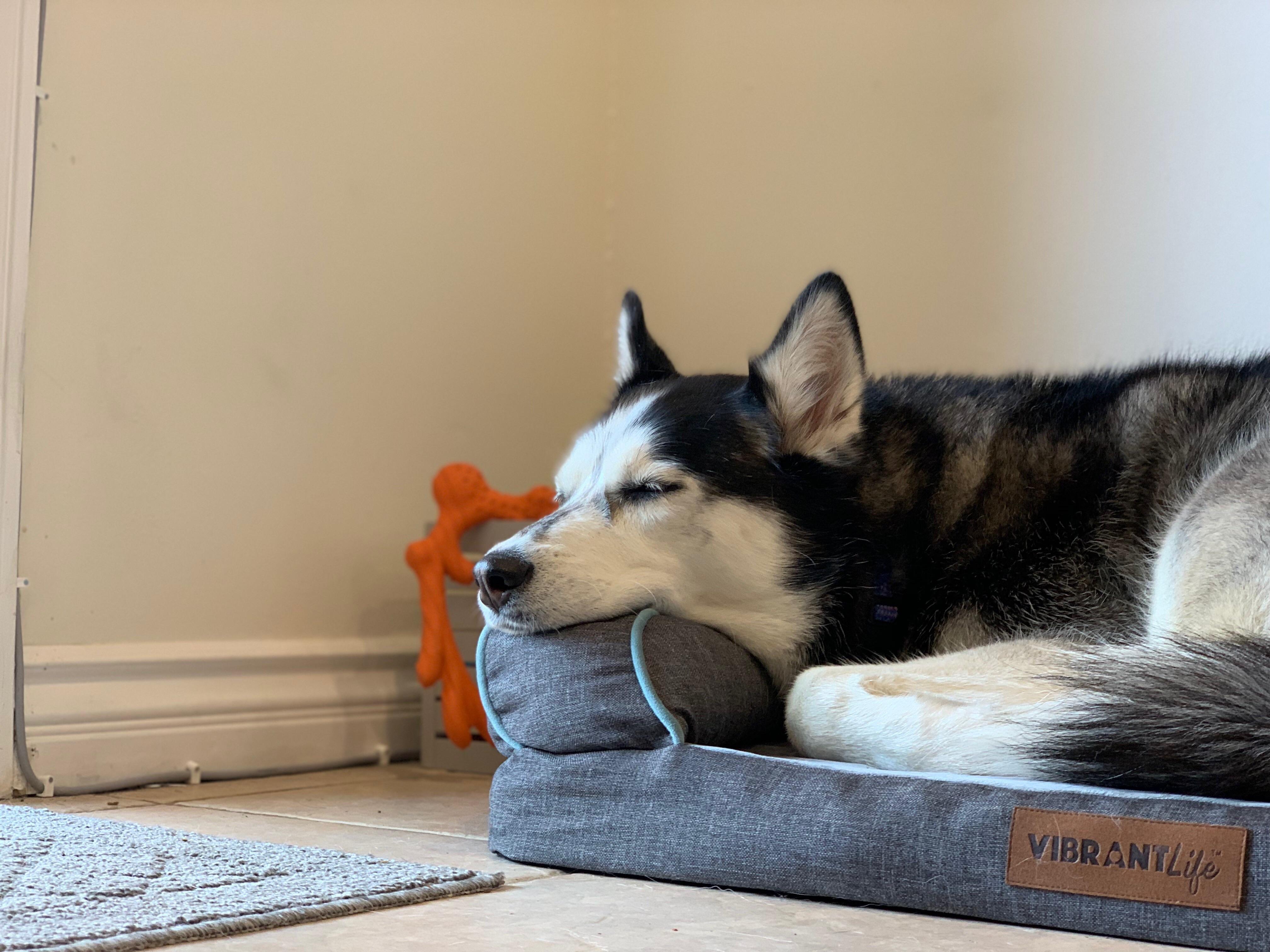 Finally sleeping in a bed instead of tearing it apart r/husky