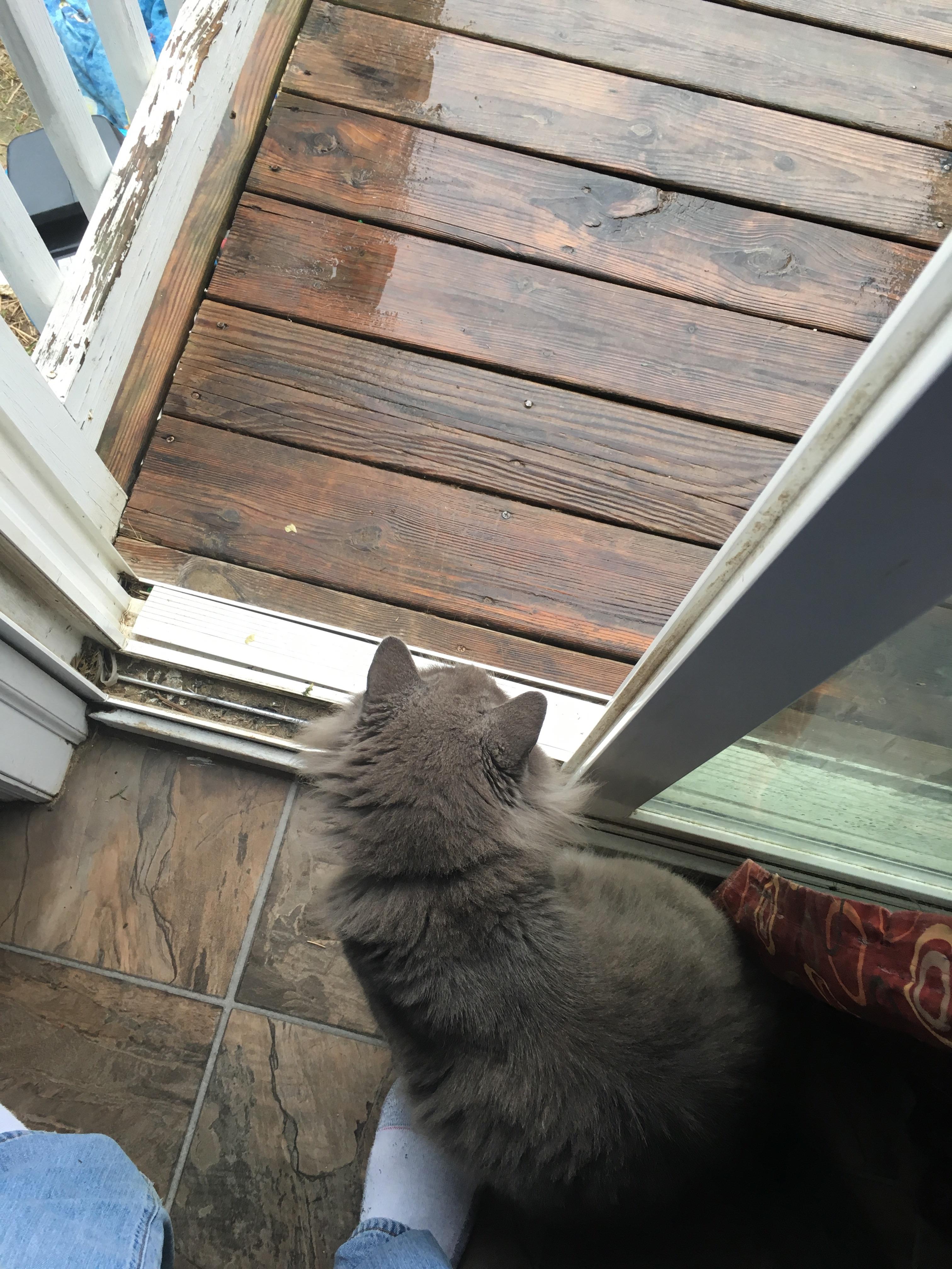 My cat meows at me to open the door but he won't go outside r