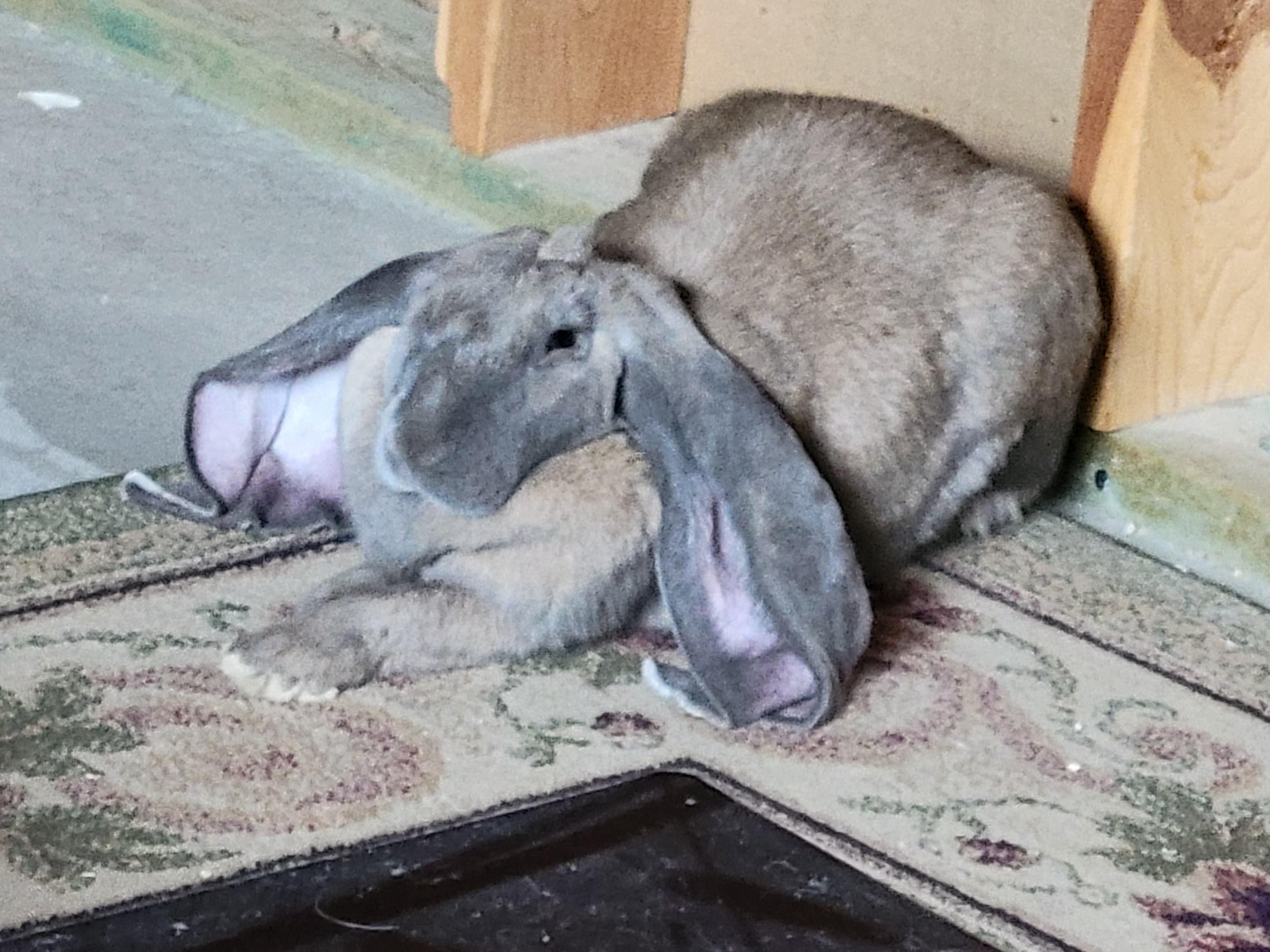 I love her so much!! Side note what brushes do you use on your bunnies