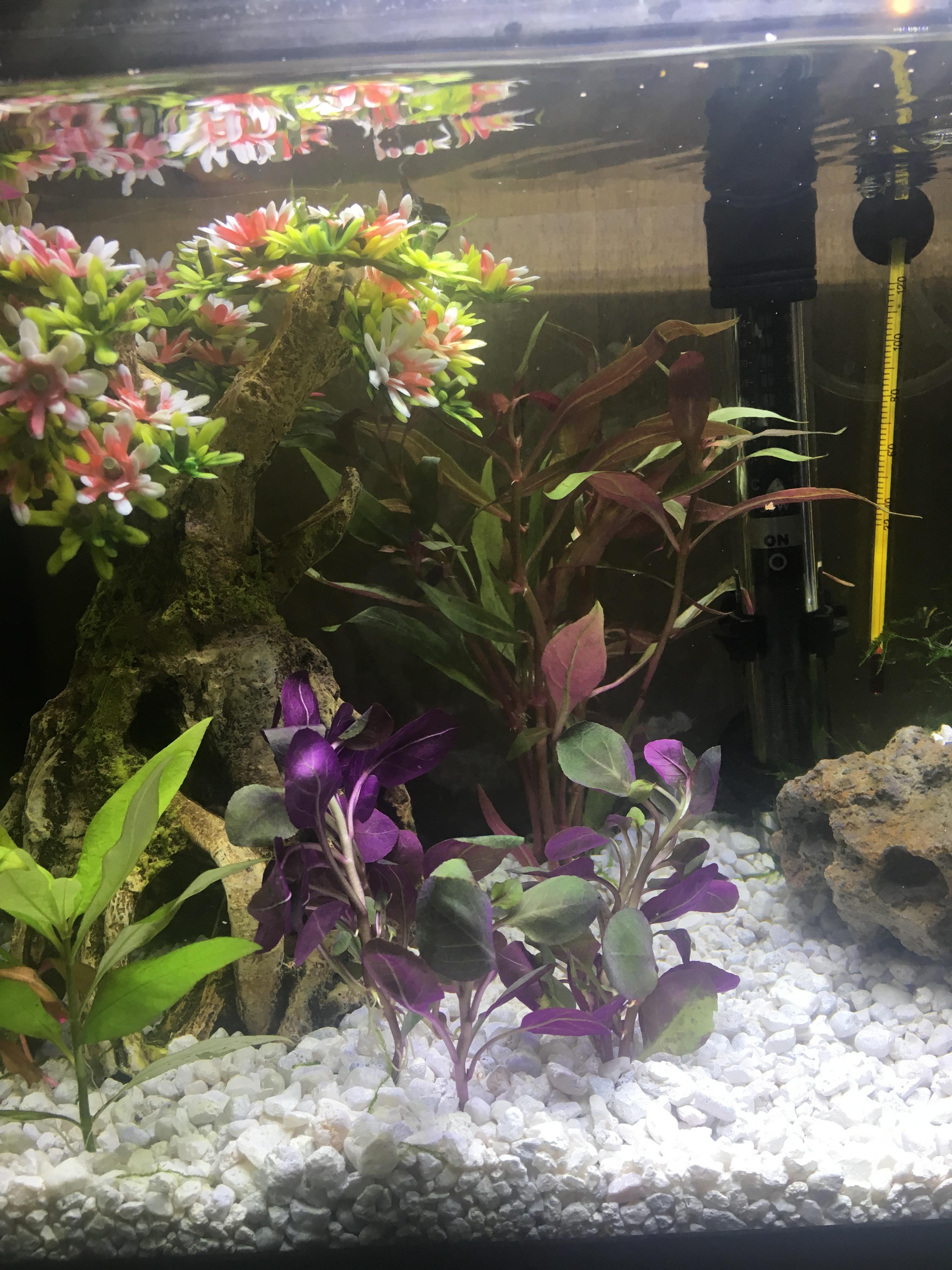 My live purple aquarium plant is my favorite. r/Aquariums