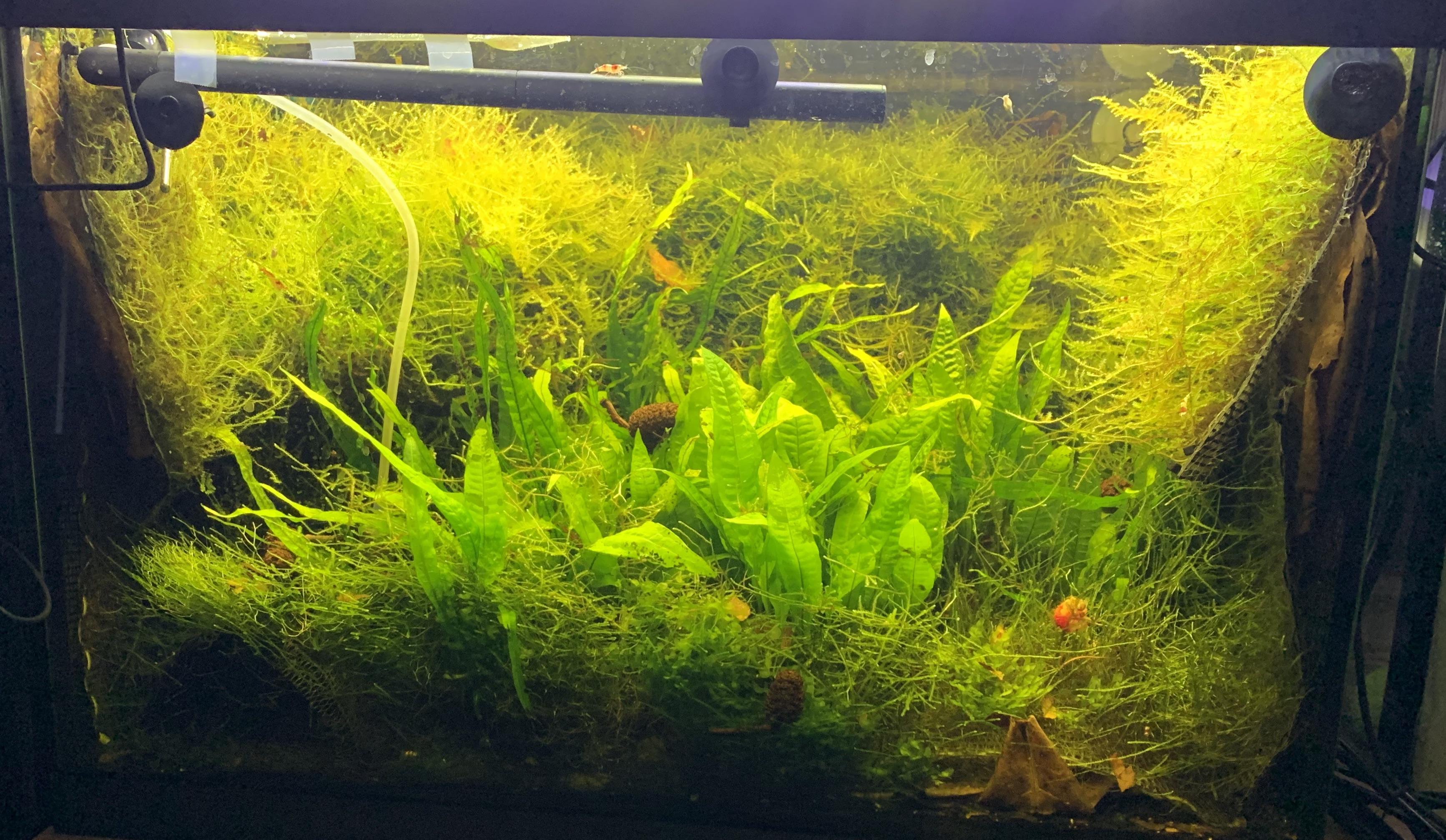 Moss forest shrimp tank r/Aquariums