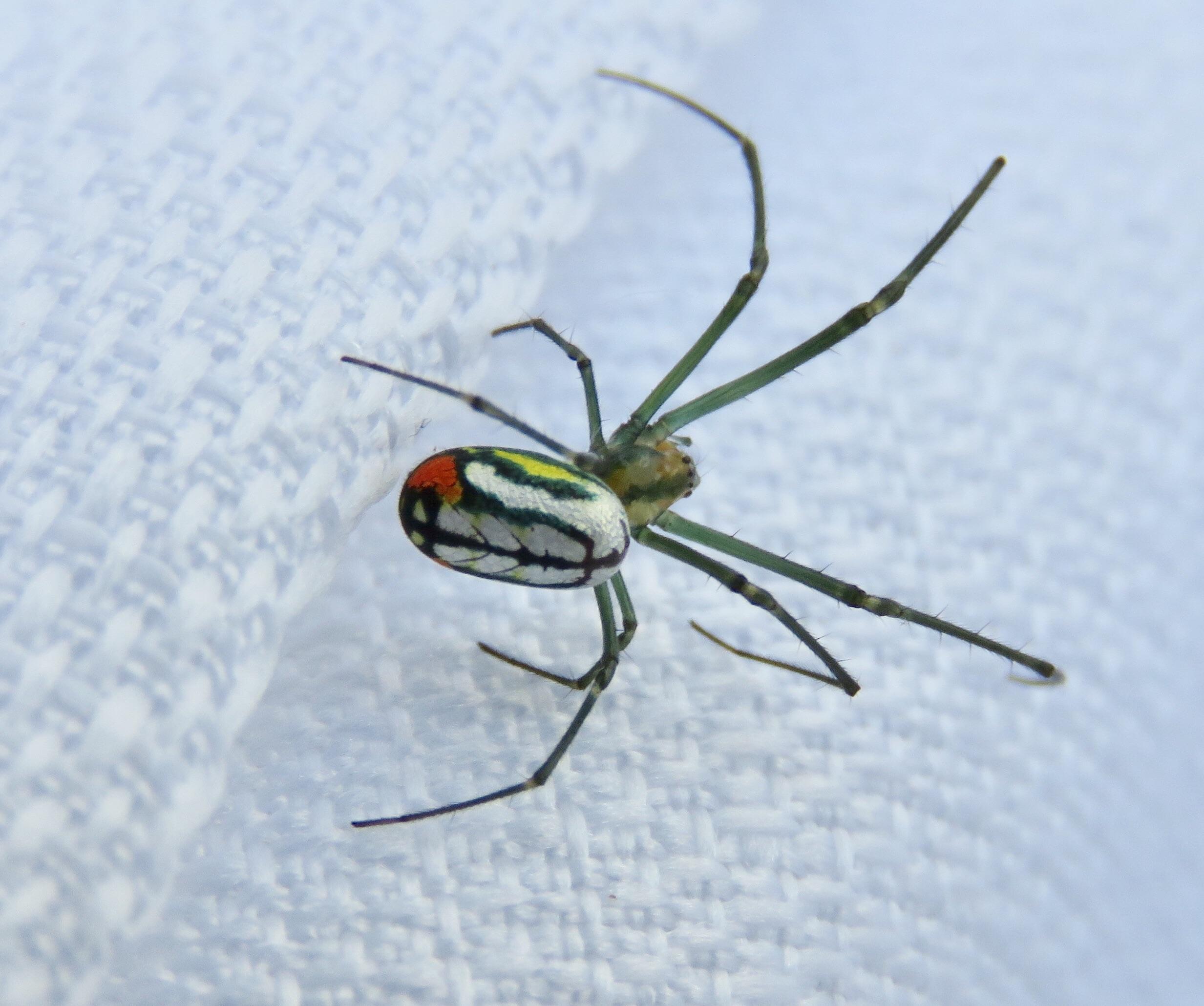 Orb weavers are so beautiful. Orchard Spider, Eastern NC. r/spiders