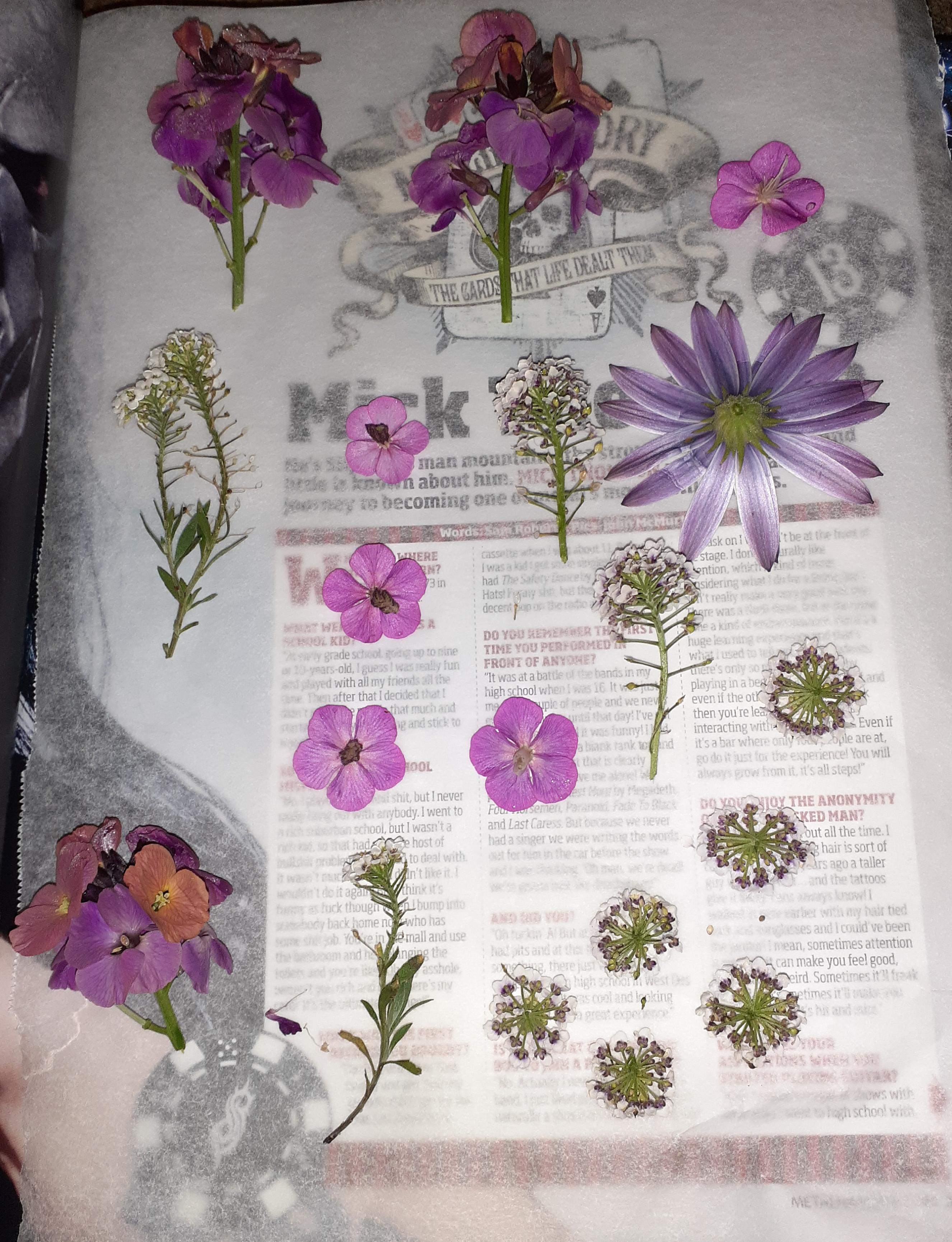 First time pressing flowers, super excited! Any tips I should know? r